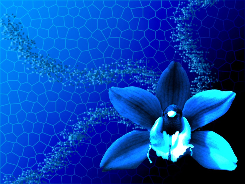 Pink Flower Wallpaper: Awesome Blue Orchid Wallpaper