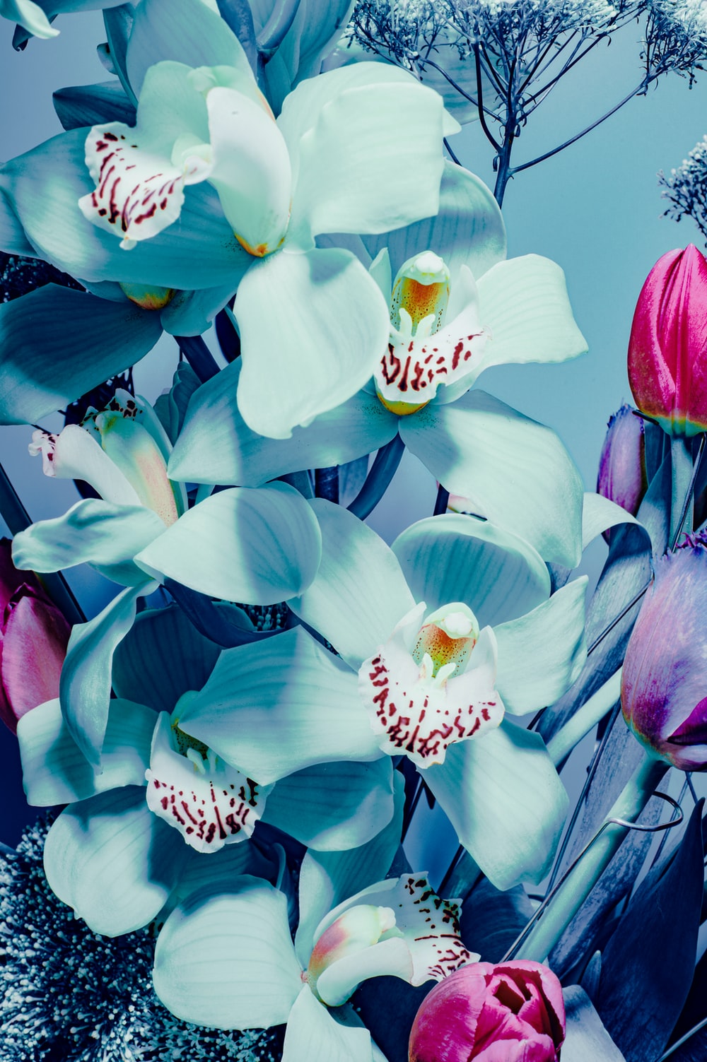 Blue Orchid Picture. Download Free Image