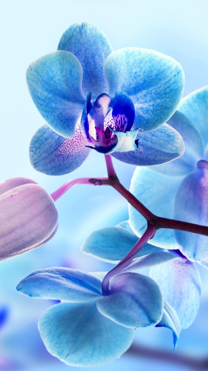 Beautiful Blue Orchid 720X1280 iPhone Wallpaper