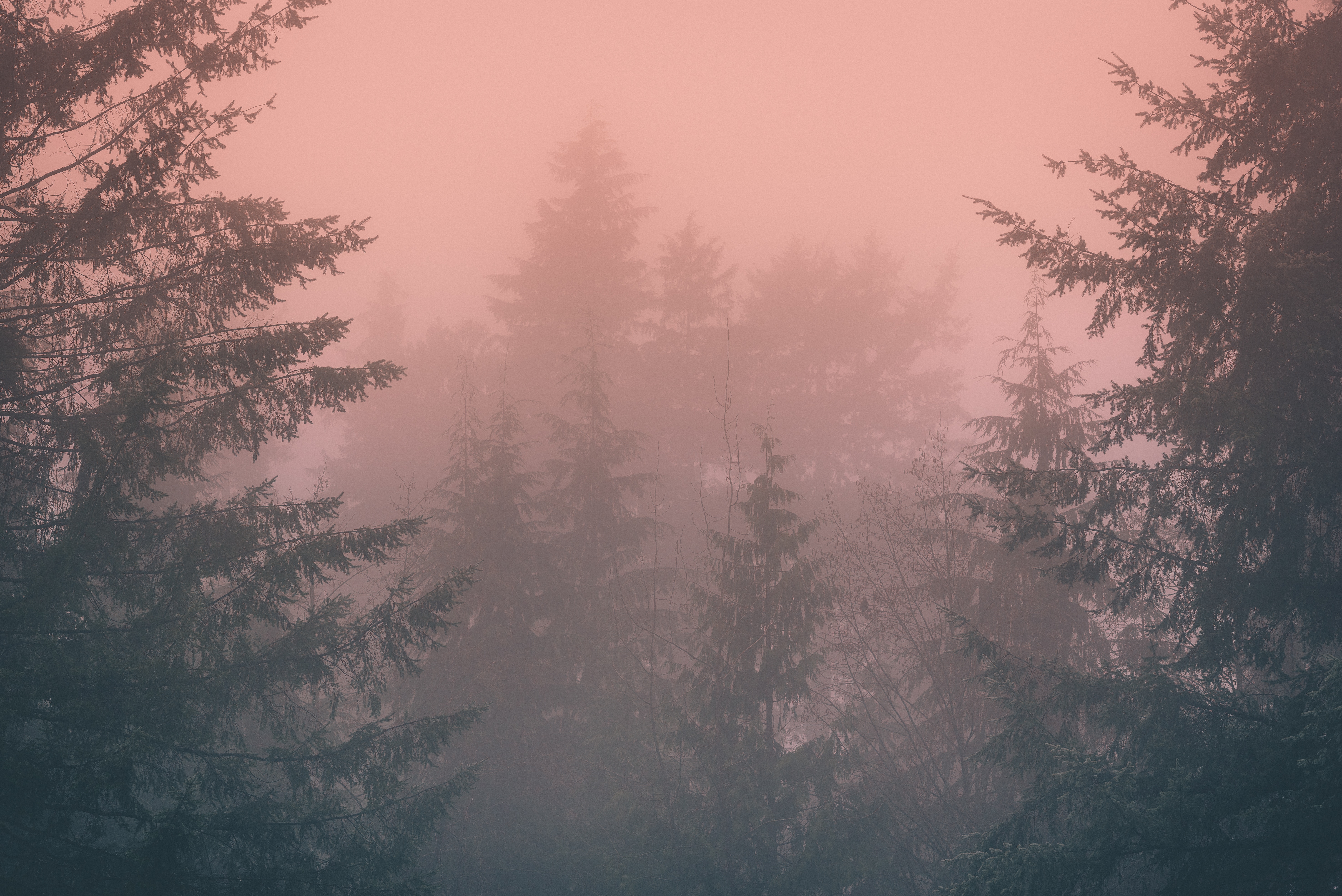 5903x3941 #red, #woodland, #tree, #pink, #fog, #forest, #cloud, # haze, #sunset, #foggy, #Public domain image, #sunrise, #looking up, #light, #mist, #rain forest. Mocah HD Wallpaper