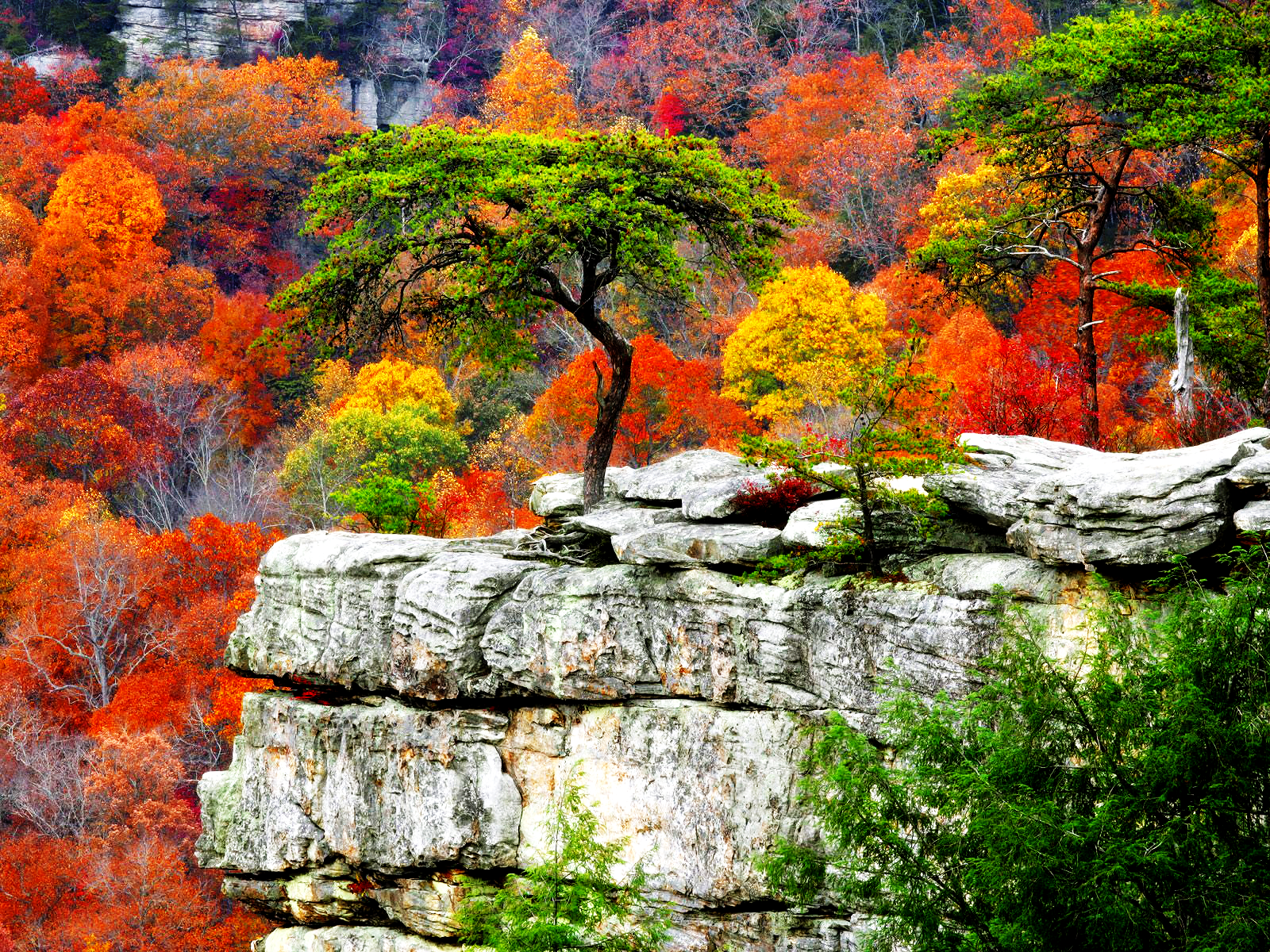 Autumn Trees Wallpaper and Background Imagex1200