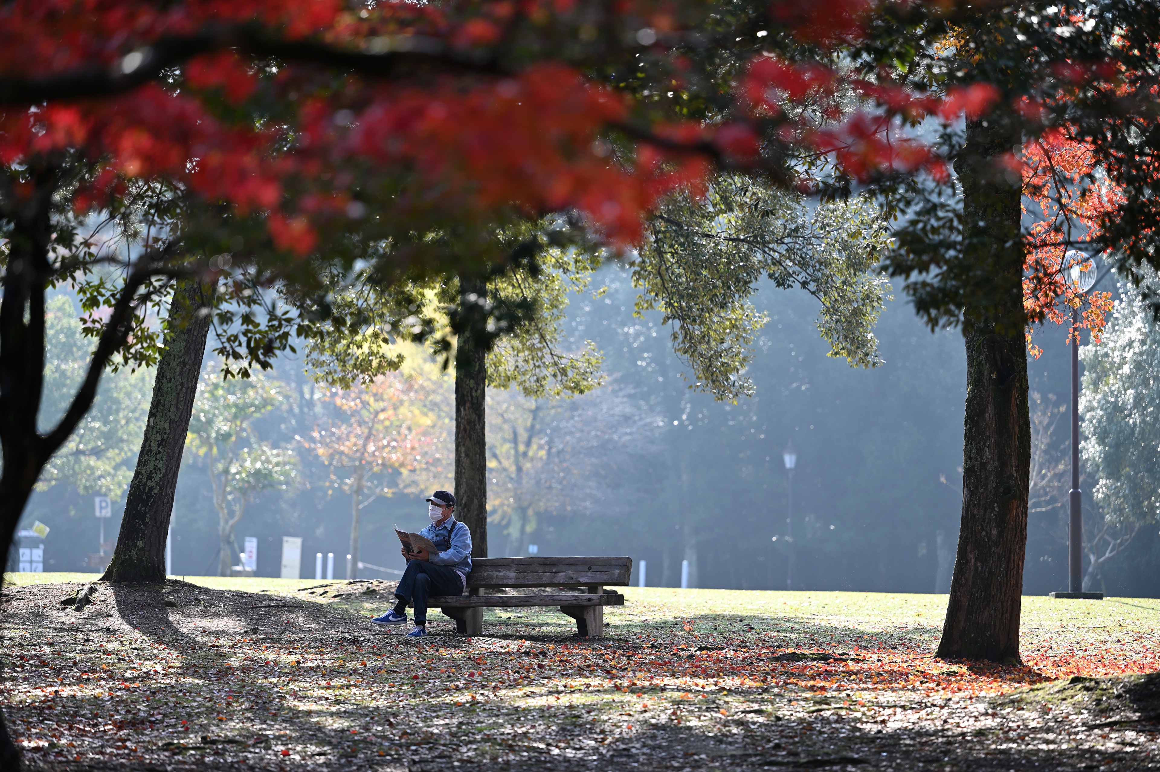 Desktop Wallpaper Coronavirus Rest Autumn Nature park 3840x2555