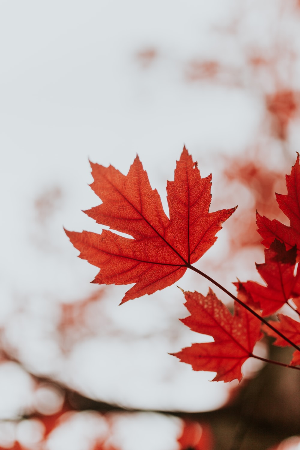 Maple Leaves Picture. Download Free Image