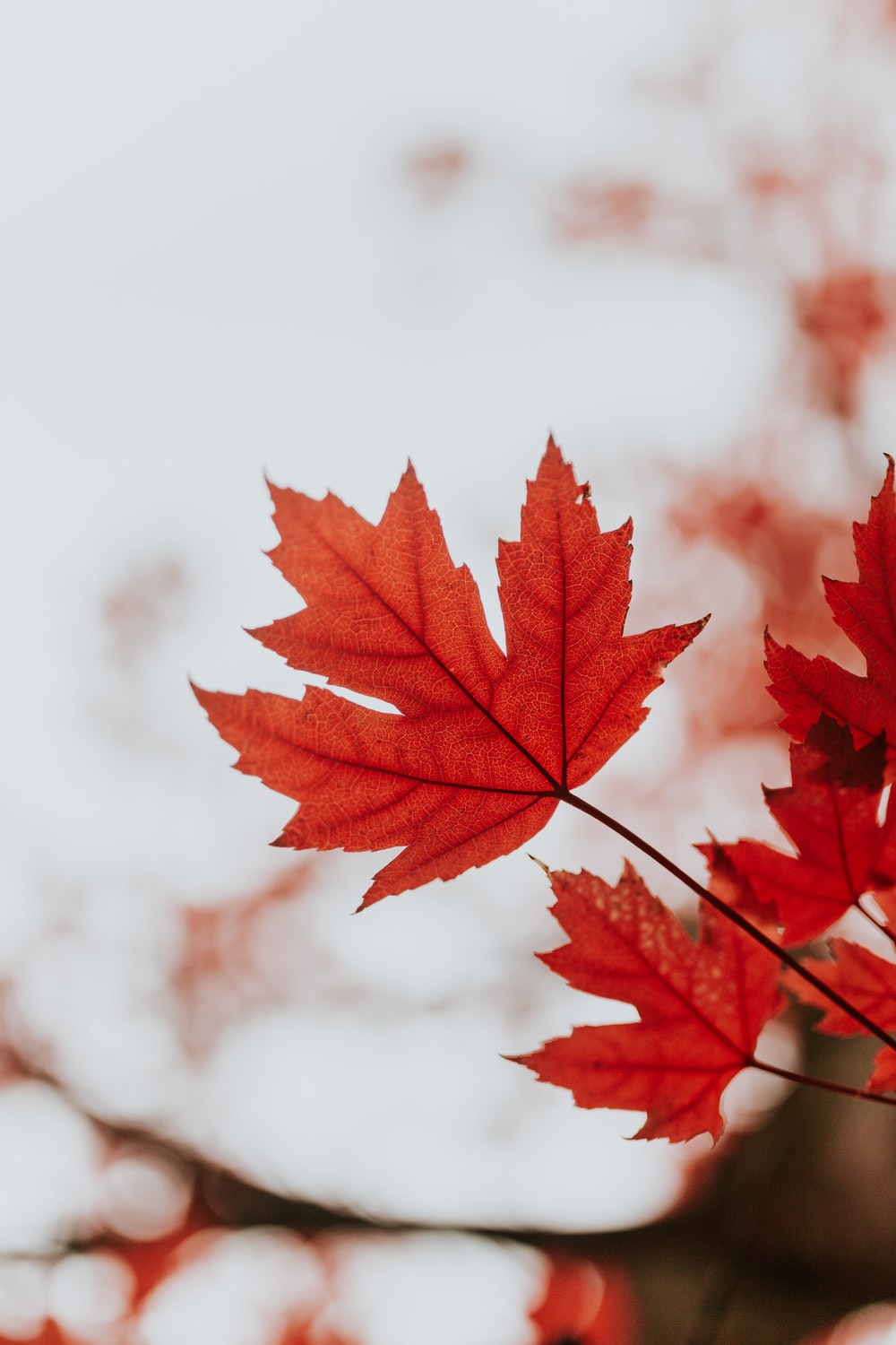 Autumn Maple Leaves Wallpapers Wallpaper Cave 