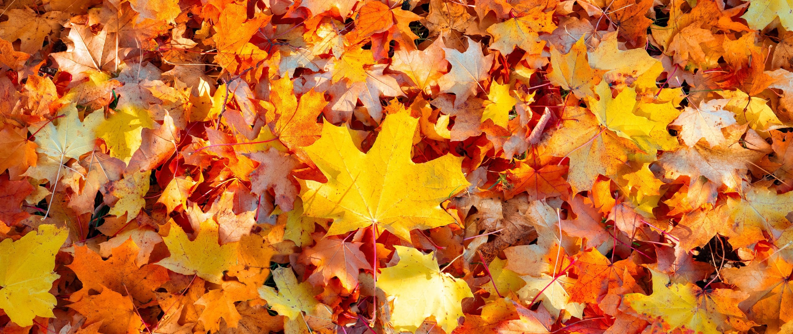 Maple leaves Wallpaper 4K, Autumn leaves, Fallen Leaves, Leaf Background, Nature