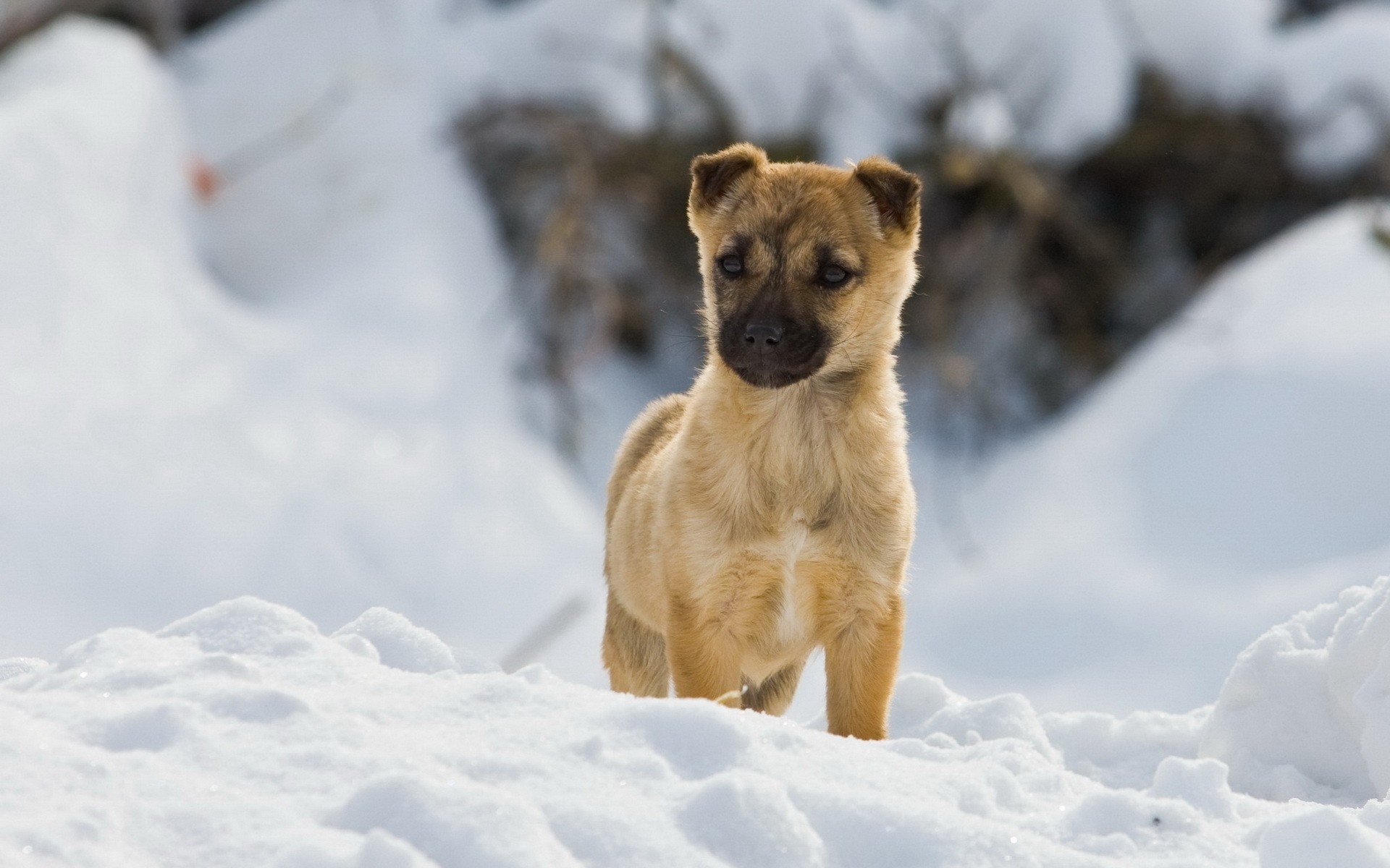 winter snow animals photography dogs pets documentary 1920x1200 wallpaper