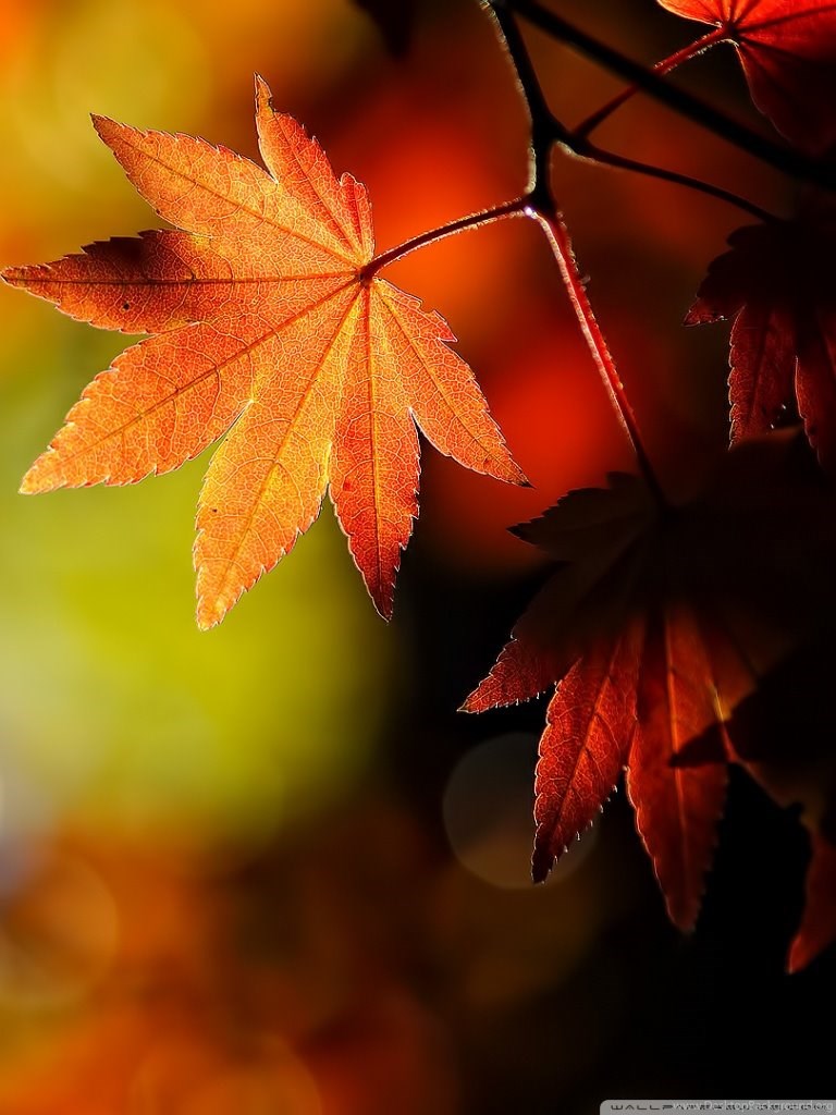 Autumn Maple Leaves Wallpaper Desktop Background