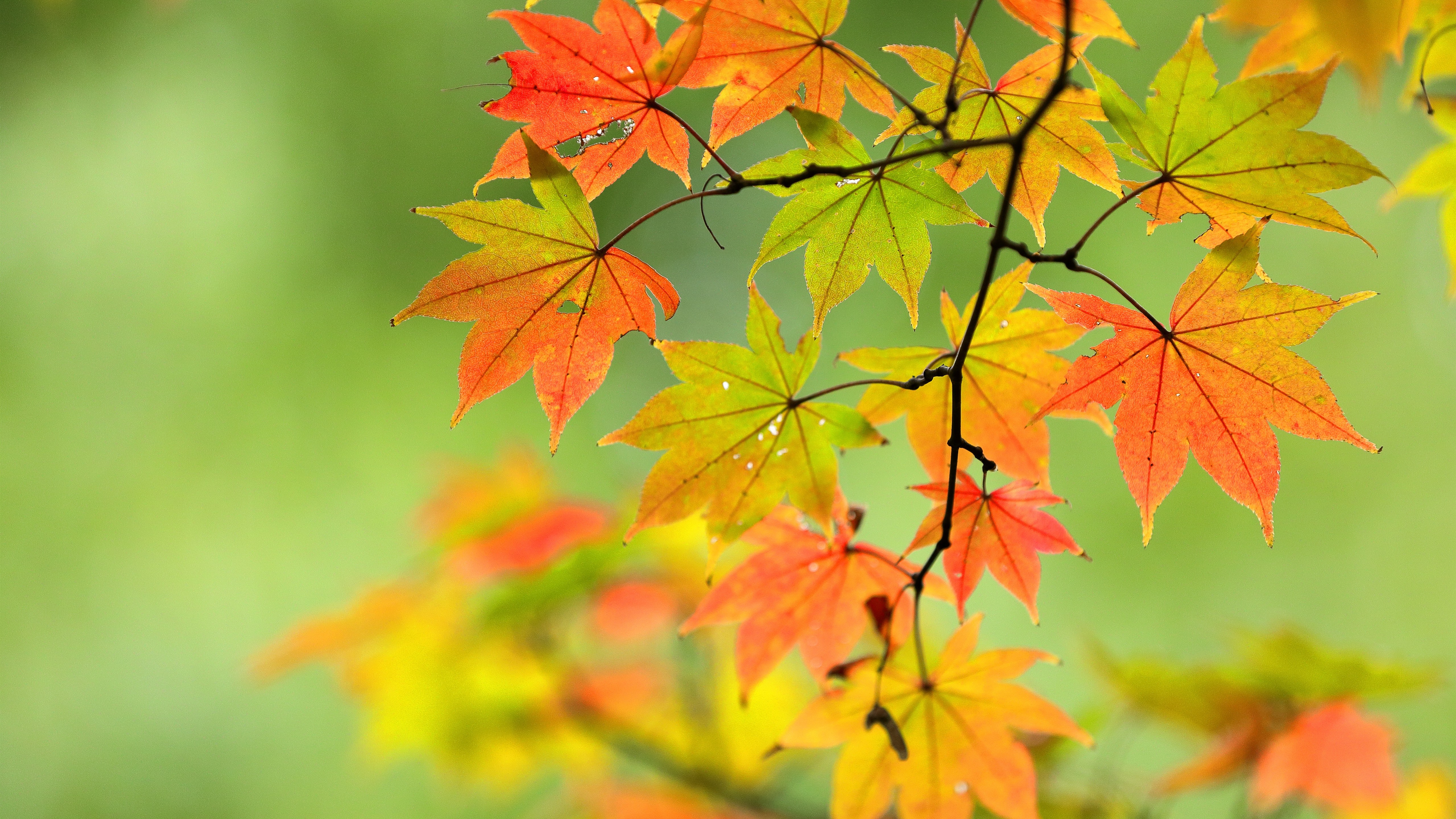 Wallpaper Autumn, maple leaves, twigs, nature 5120x2880 UHD 5K Picture, Image