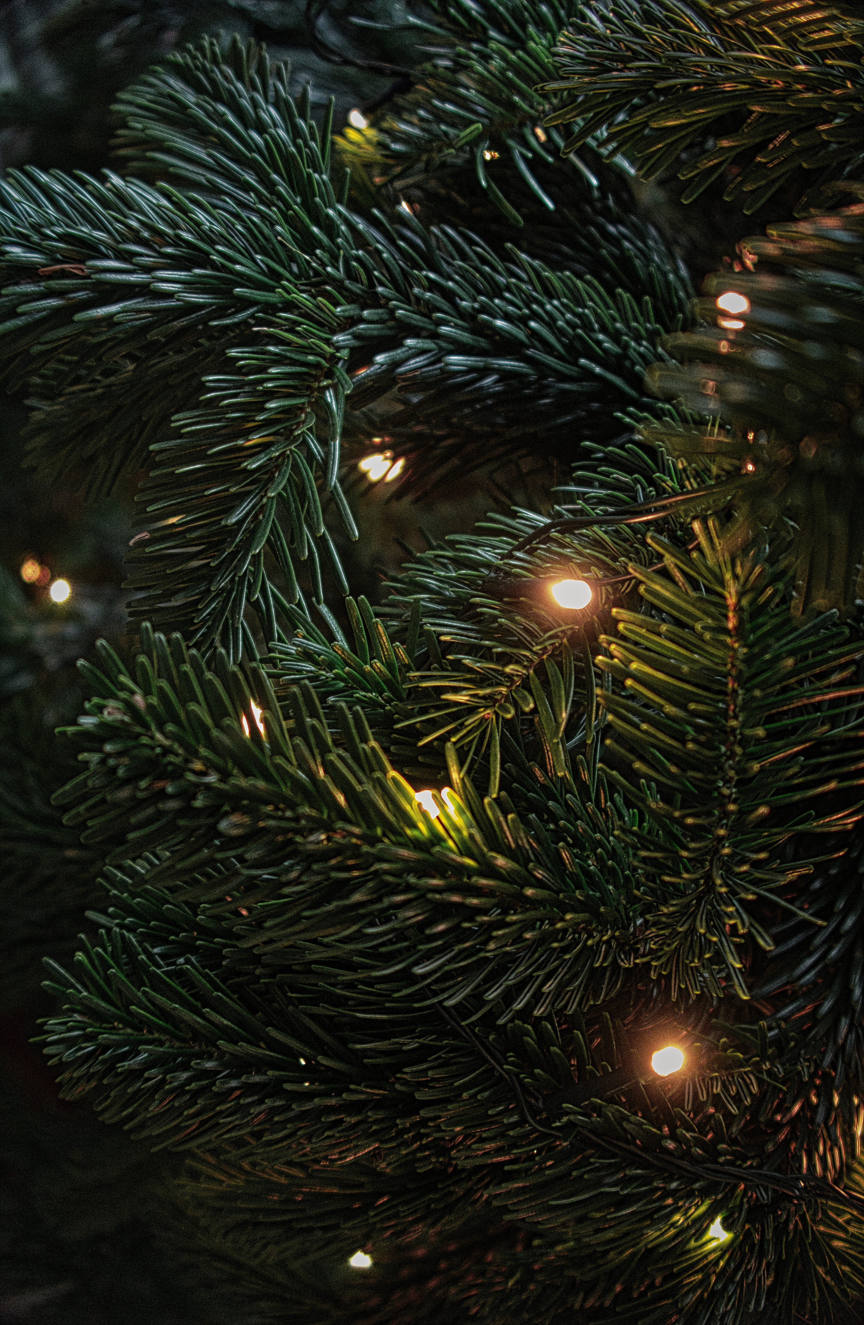christmas wallpaper download, christmas tree, christmas, text, christmas decoration, red, tree, font, christmas eve, holiday ornament, christmas ornament