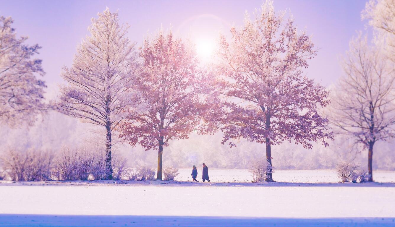 1336x768 Winter Trees 5k Laptop HD HD 4k Wallpapers, Image, Backgrounds, Photos and Pictures