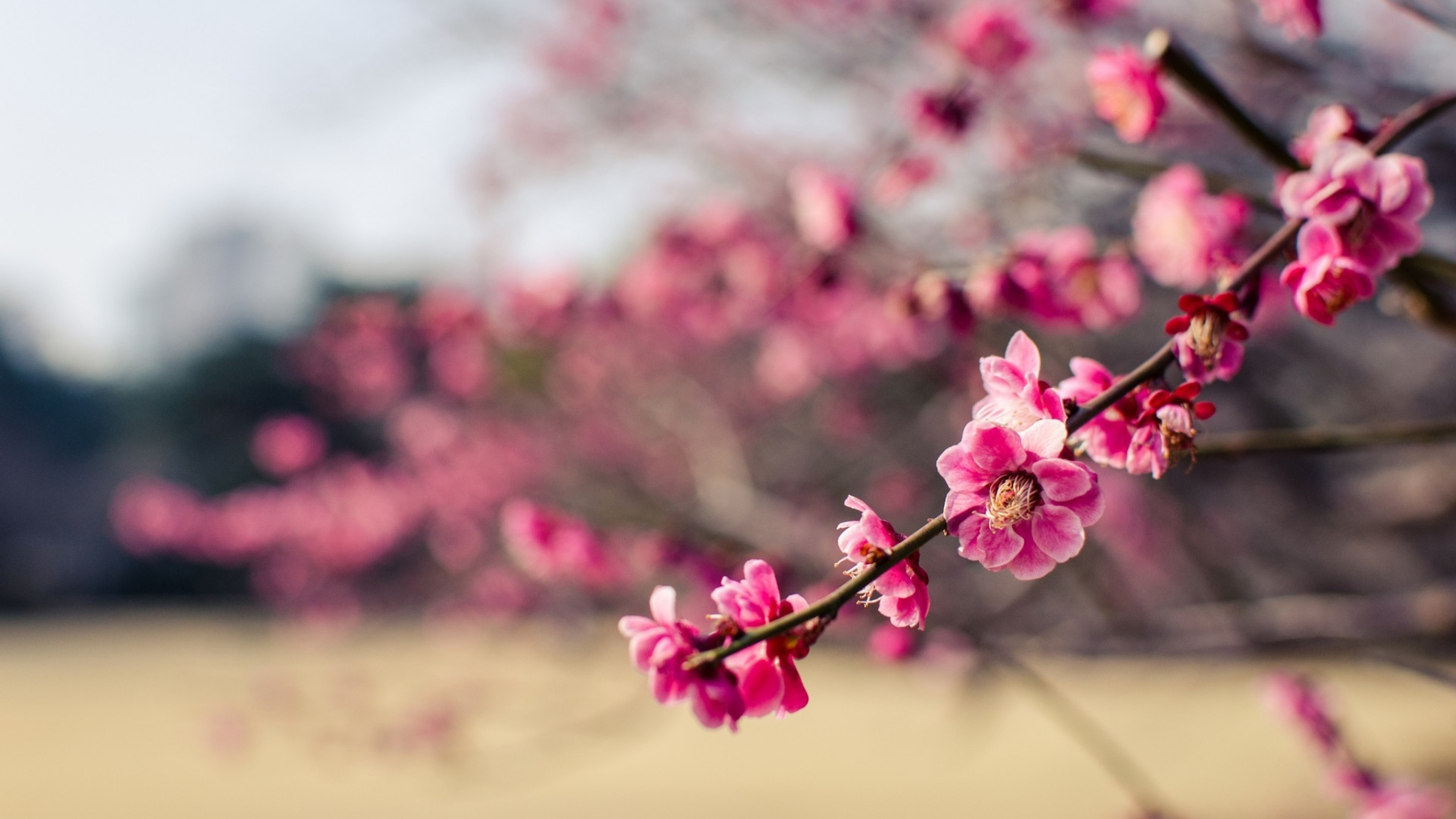 Download 3840x2160 Plum Blossom, Branches, Blurry, Japan, Pink Flowers Wallpapers for UHD TV