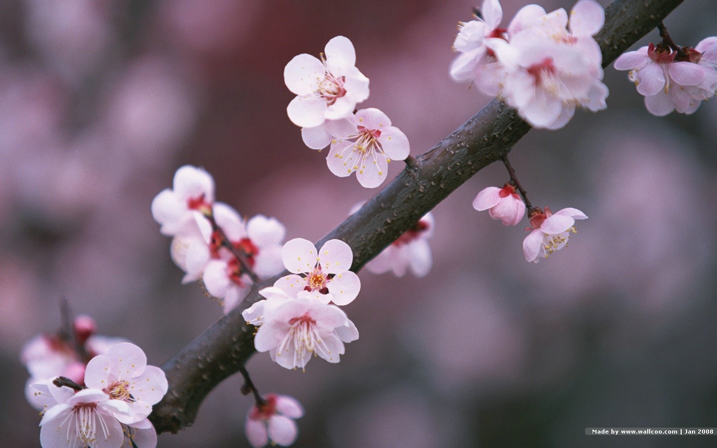 Japanese Spring Cherry Blossom Sakura Flowers Wallpapers