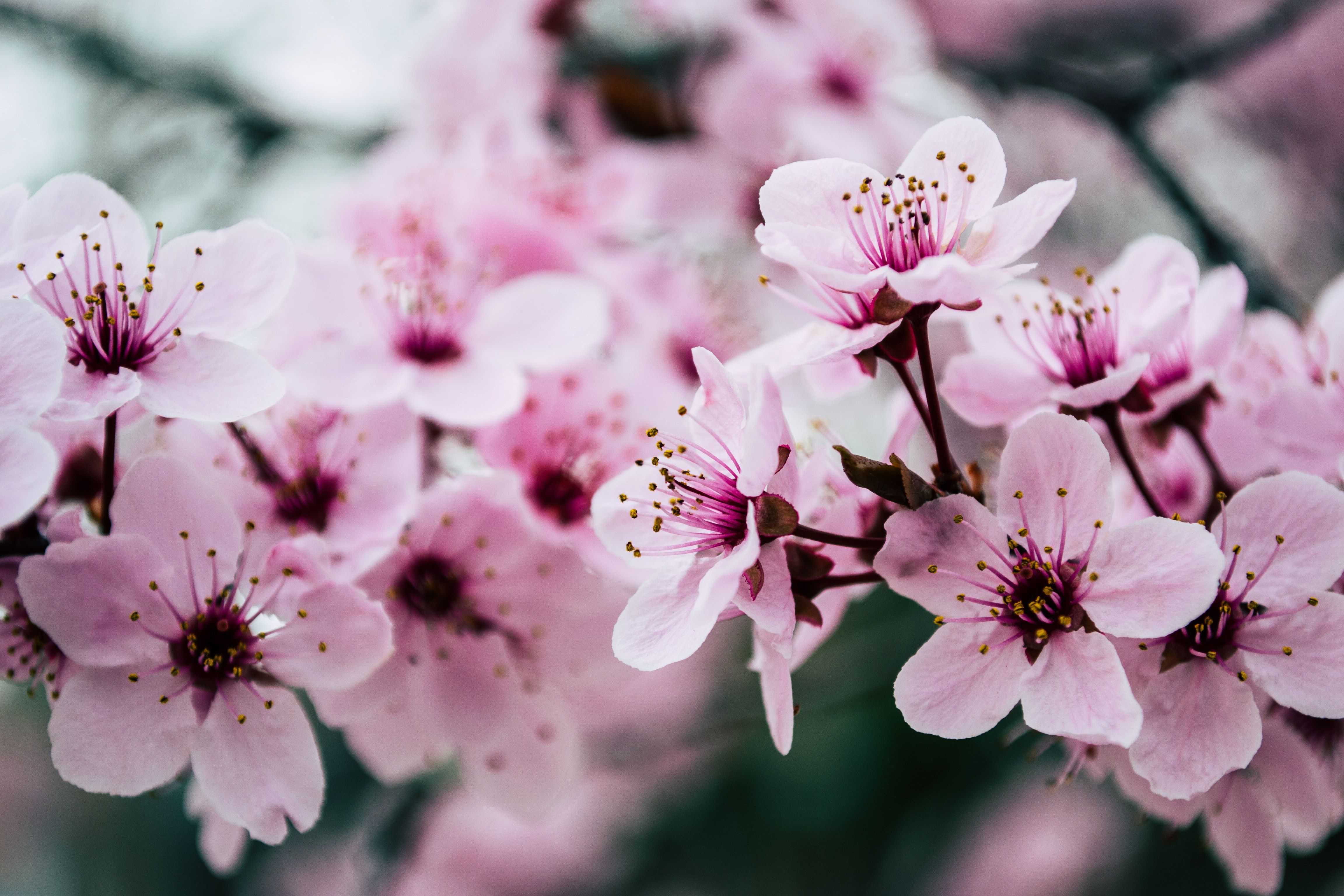 10 Most Popular Japanese Flowers