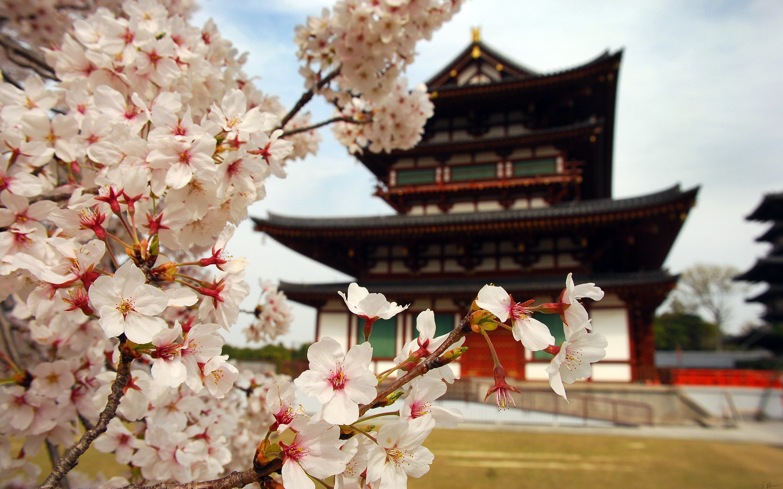 Wallpapers : Japan, flowers, Asia, building, plants, cherry blossom, spring, shrine, flower, plant, season 2560x1600