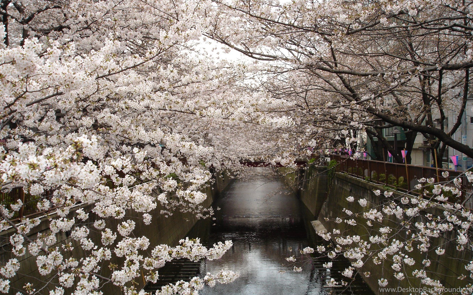 Top Japan Cherry Trees Flowers Wallpapers Desktop Backgrounds