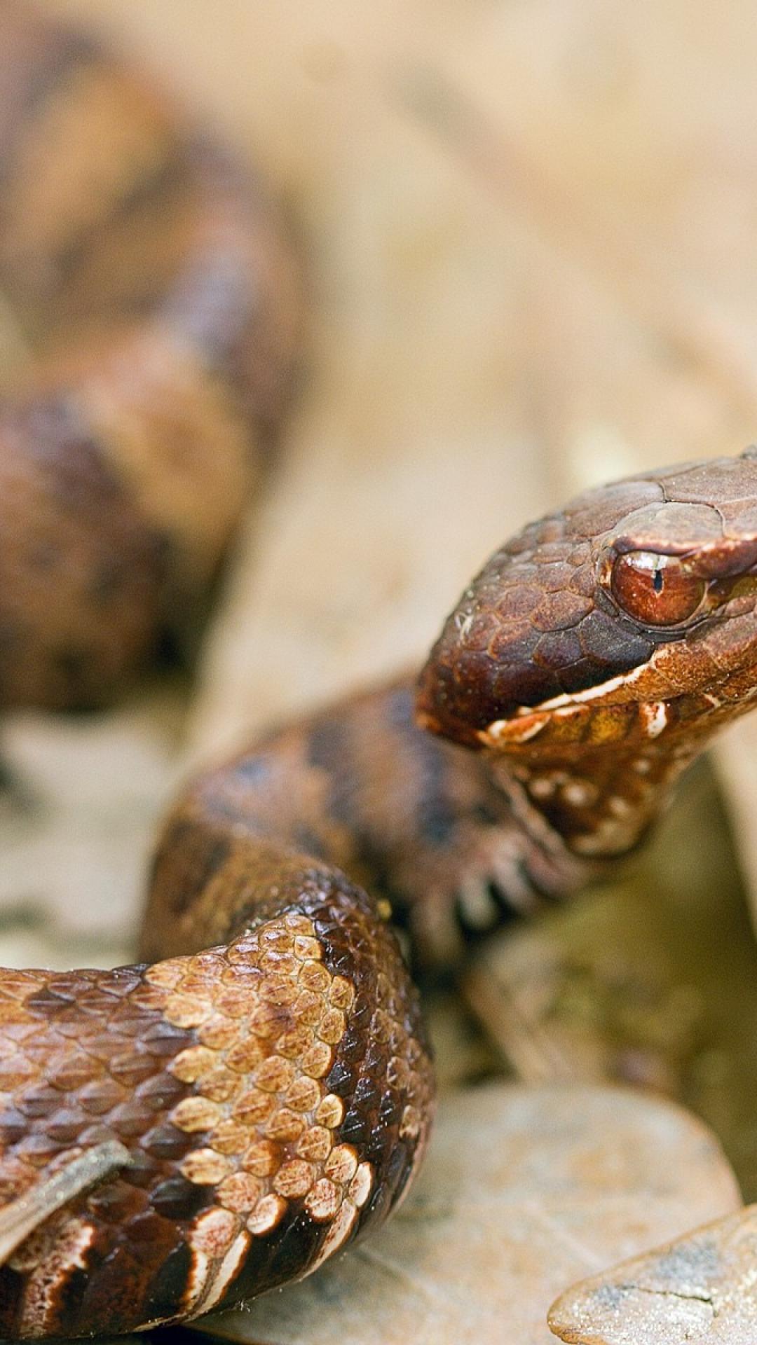 Snakes of Acadiana Park