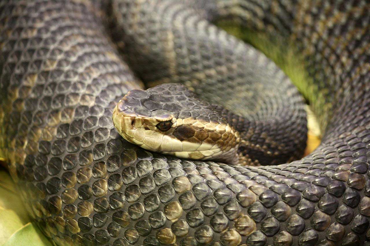 Water Moccasin Snake About Nature
