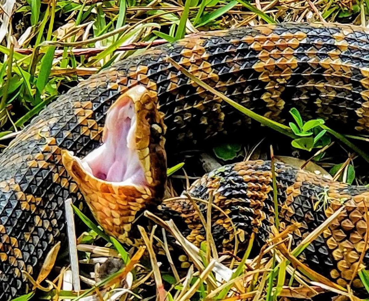 Snakes of Acadiana Park