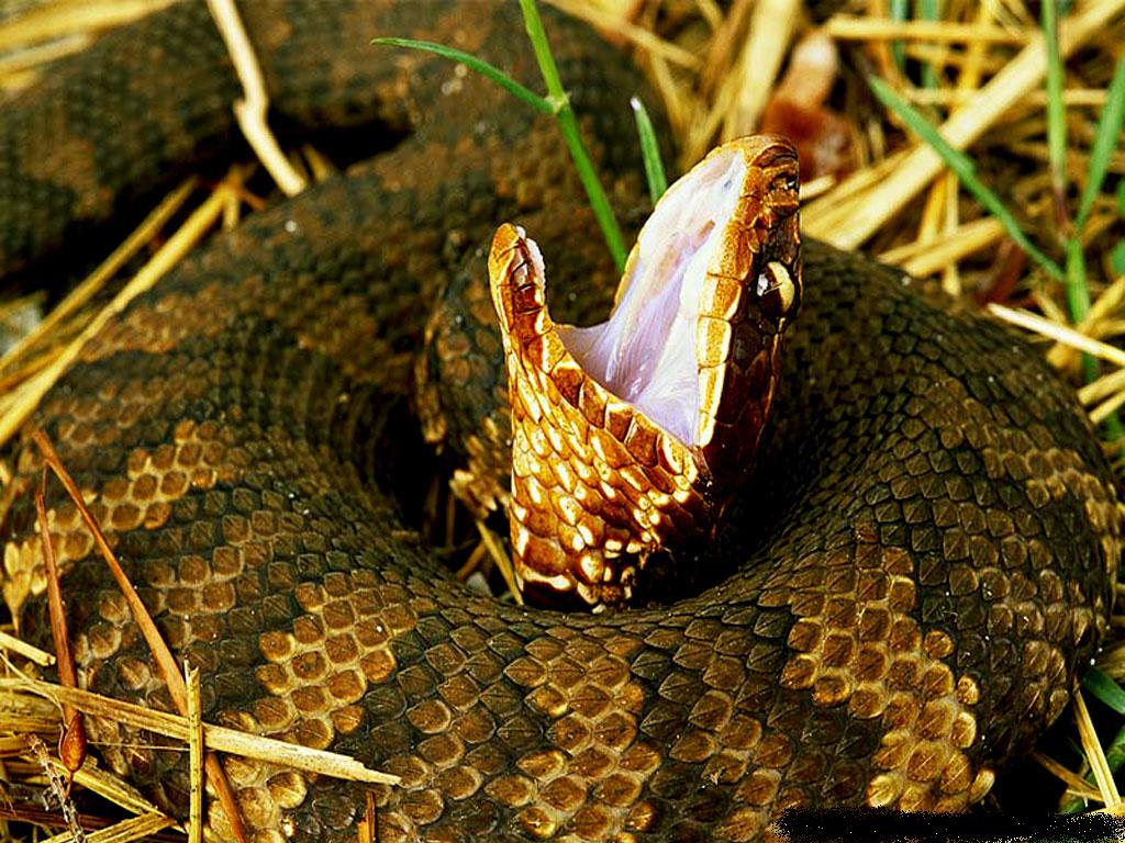 Snakes of Acadiana Park