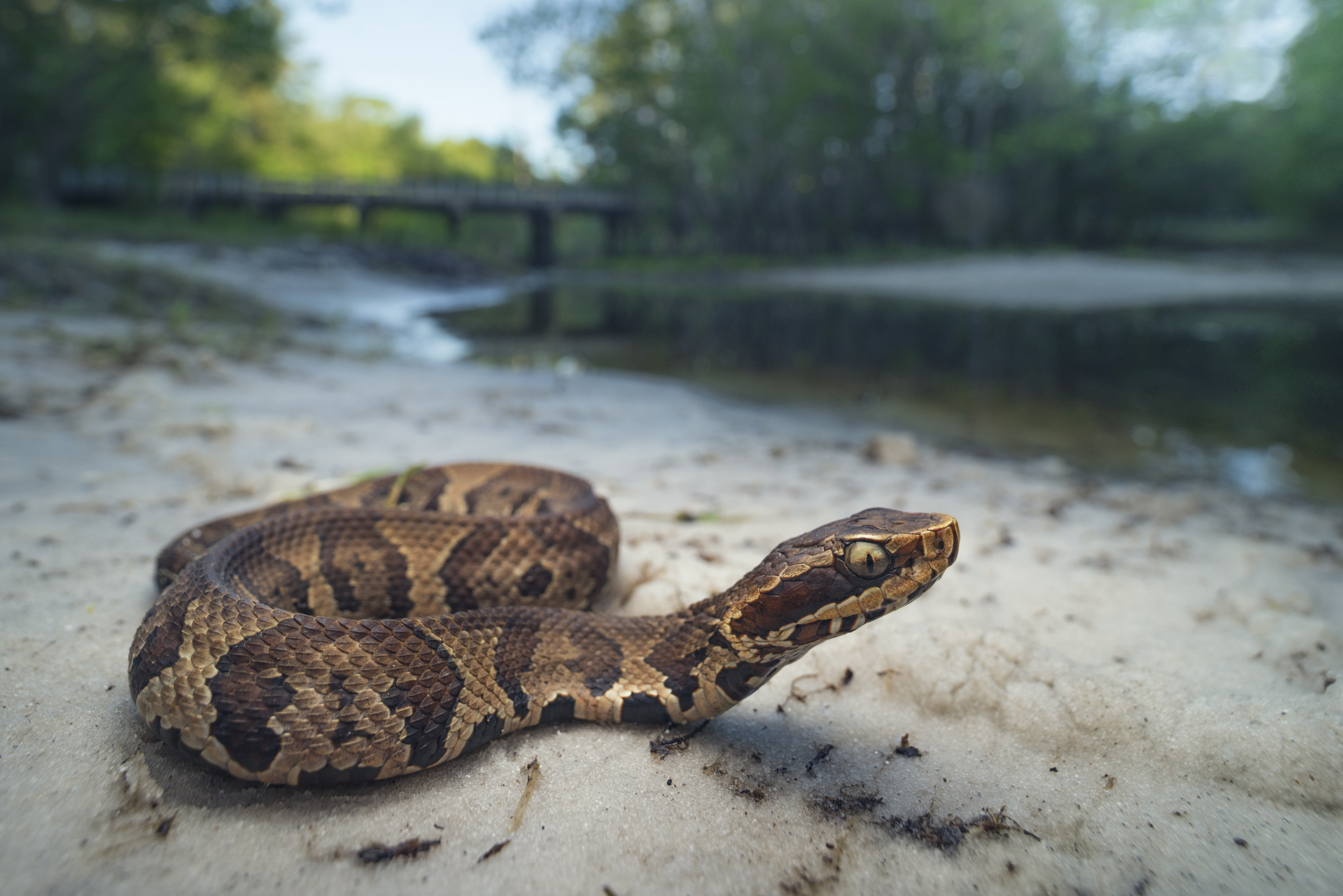 Are There Water Moccasins In Upstate Sc