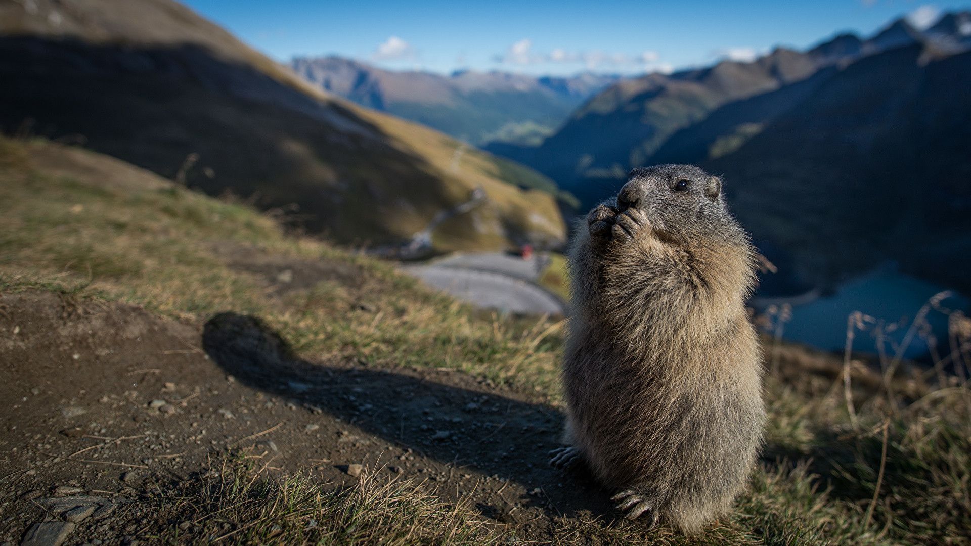 Marmot Wallpapers - Wallpaper Cave