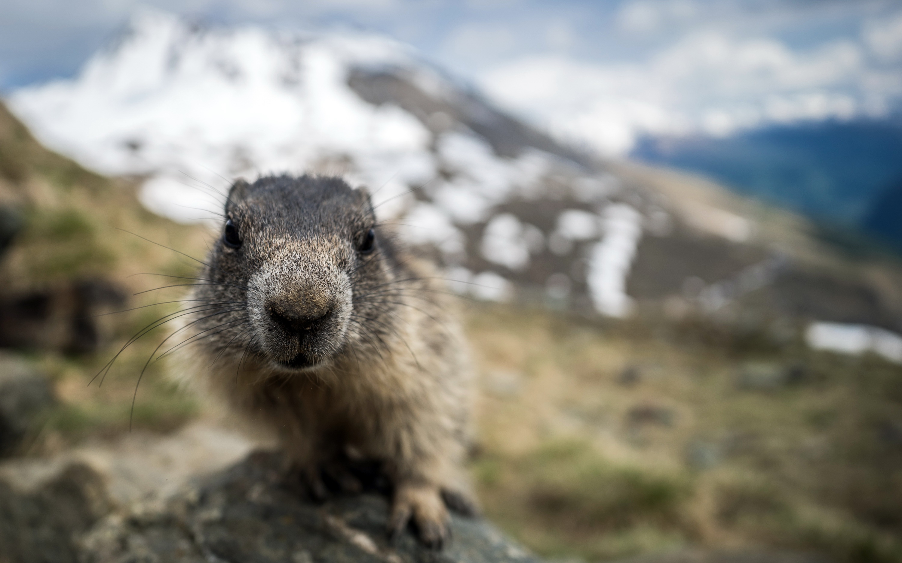 Marmot Wallpapers - Wallpaper Cave