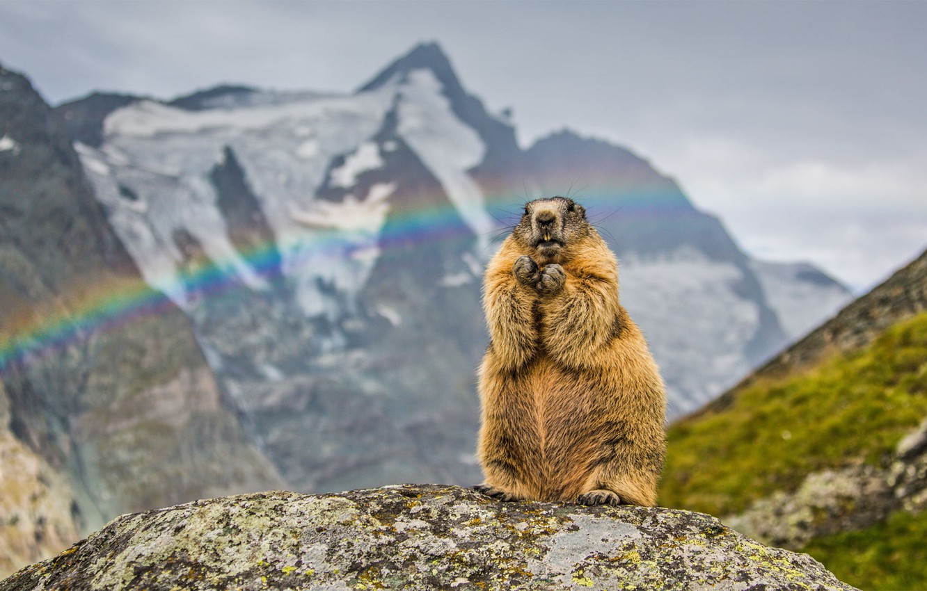 Wallpaper mountains, rainbow, marmot, rodent image for desktop, section животные
