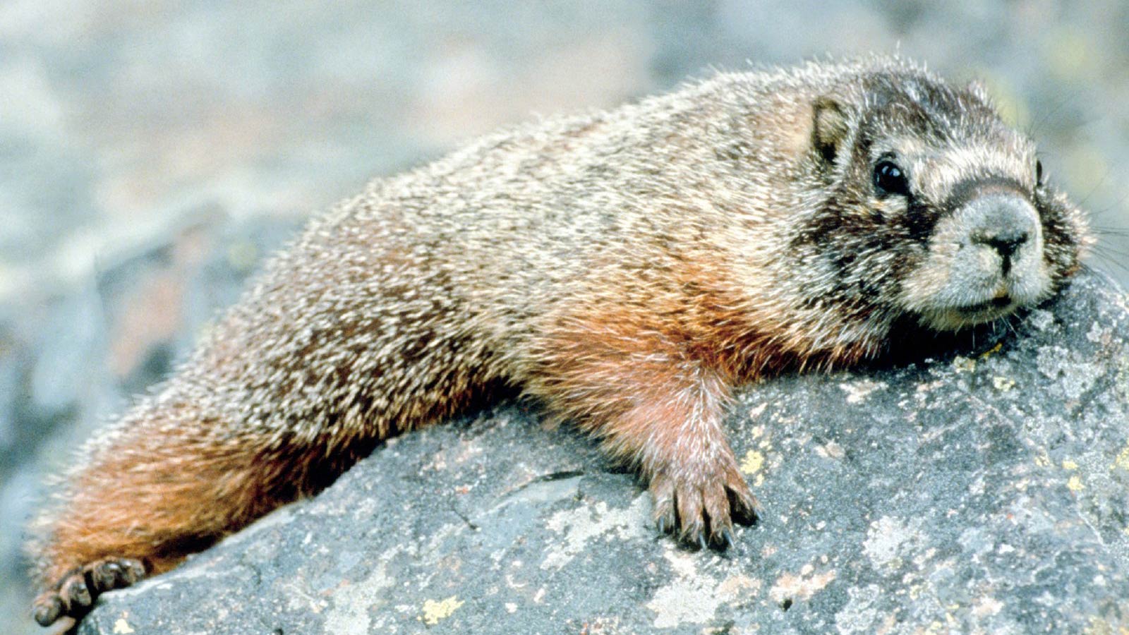 Marmot Wallpaper and Background