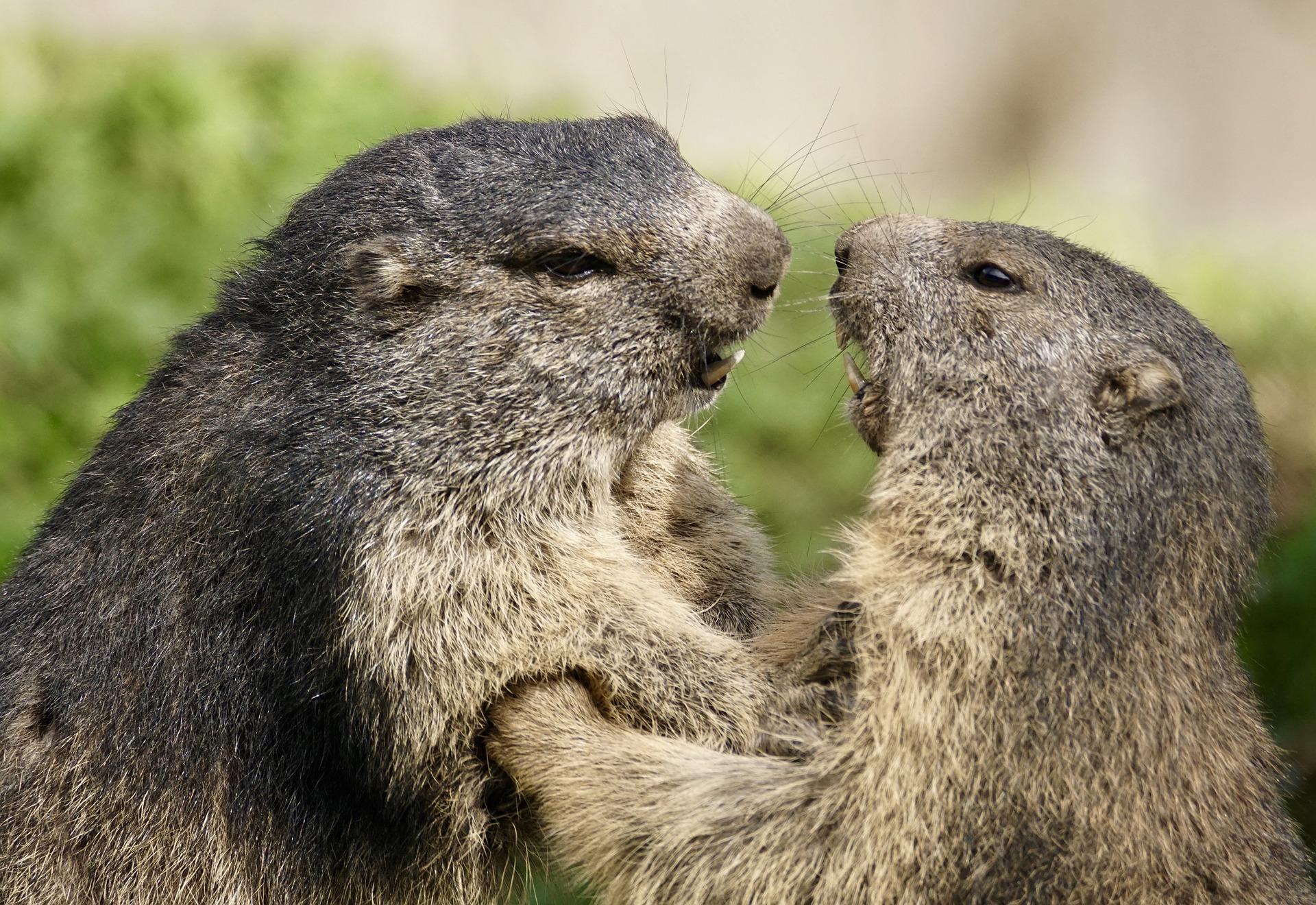Marmot Wallpaper HD for Android