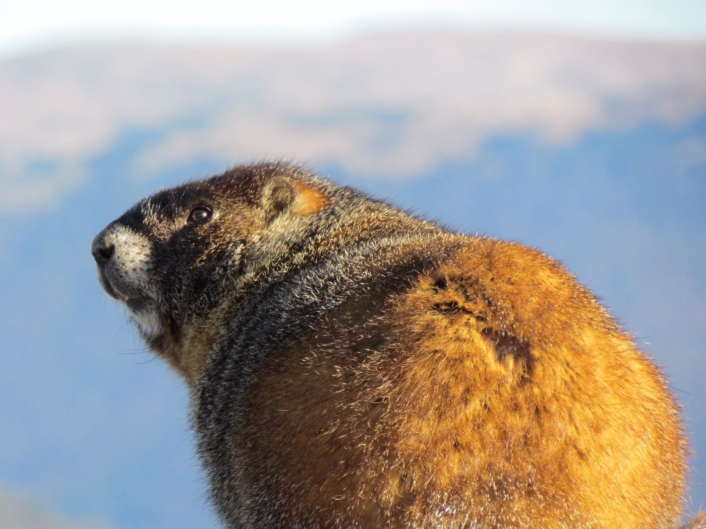Marmot Wallpapers - Wallpaper Cave