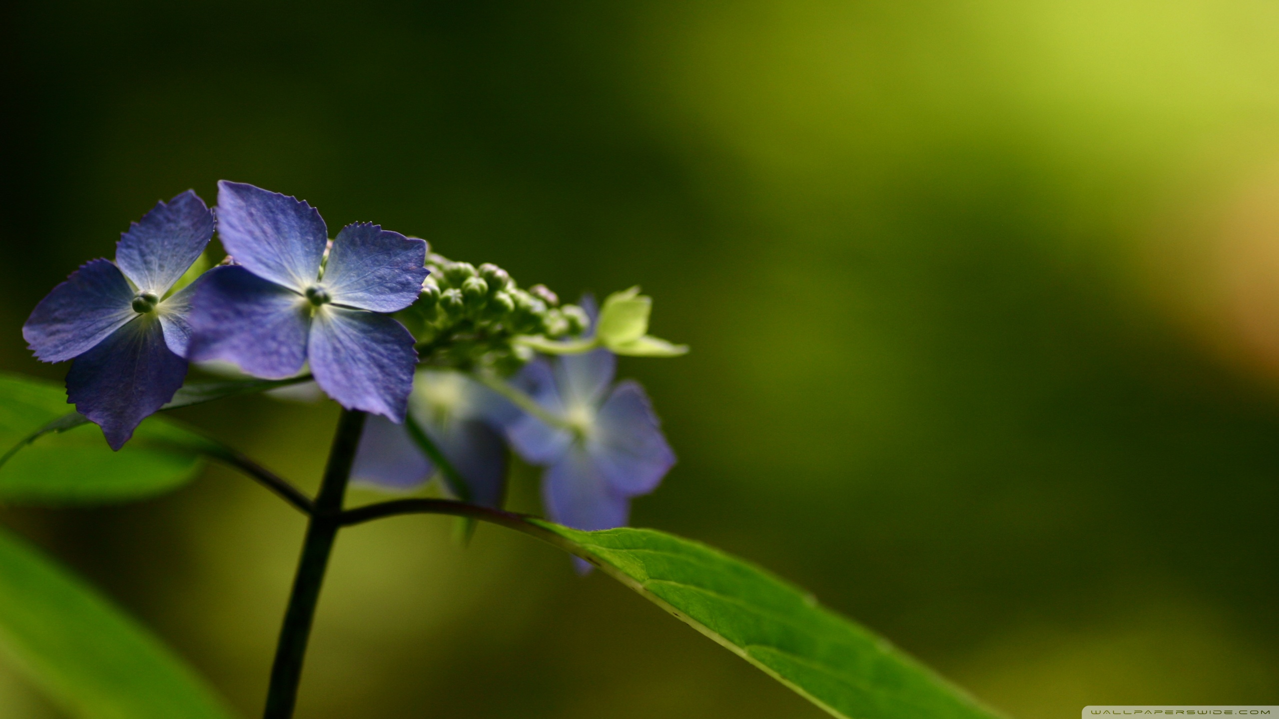 Fresh Flowers Ultra HD Desktop Background Wallpaper for 4K UHD TV, Widescreen & UltraWide Desktop & Laptop, Multi Display, Dual Monitor, Tablet