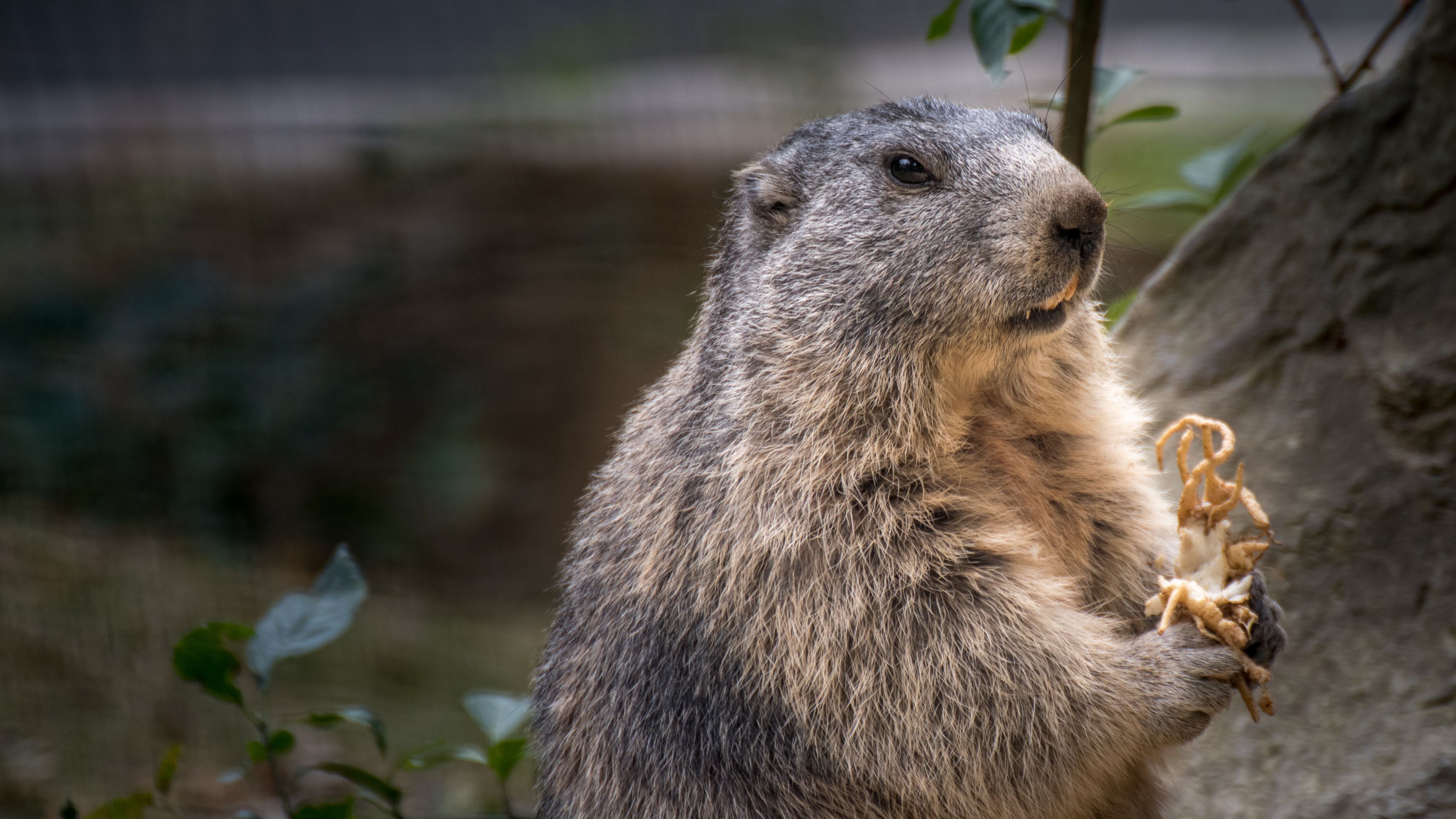 Marmot Wallpapers - Wallpaper Cave