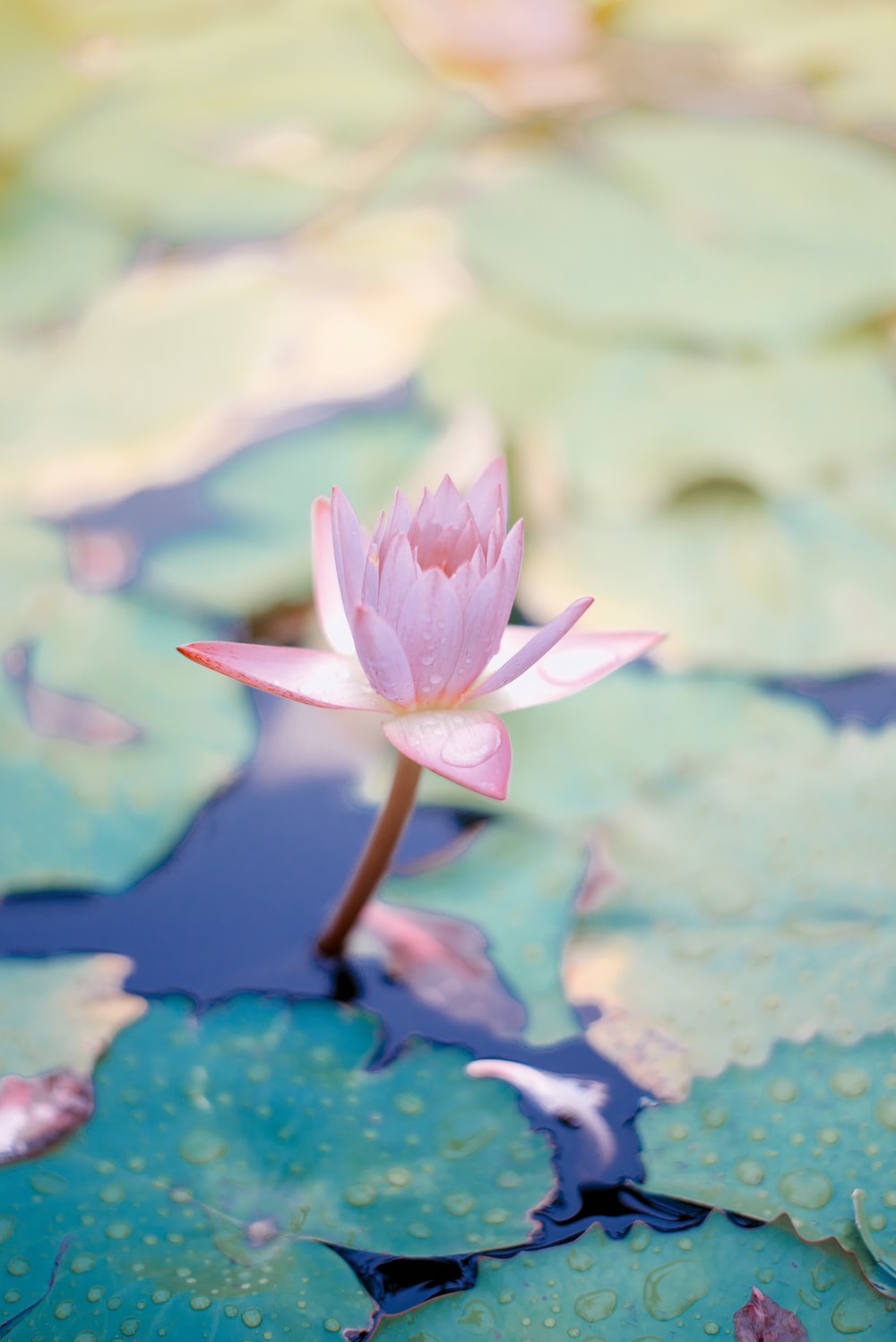Water Lily Picture. Download Free Image