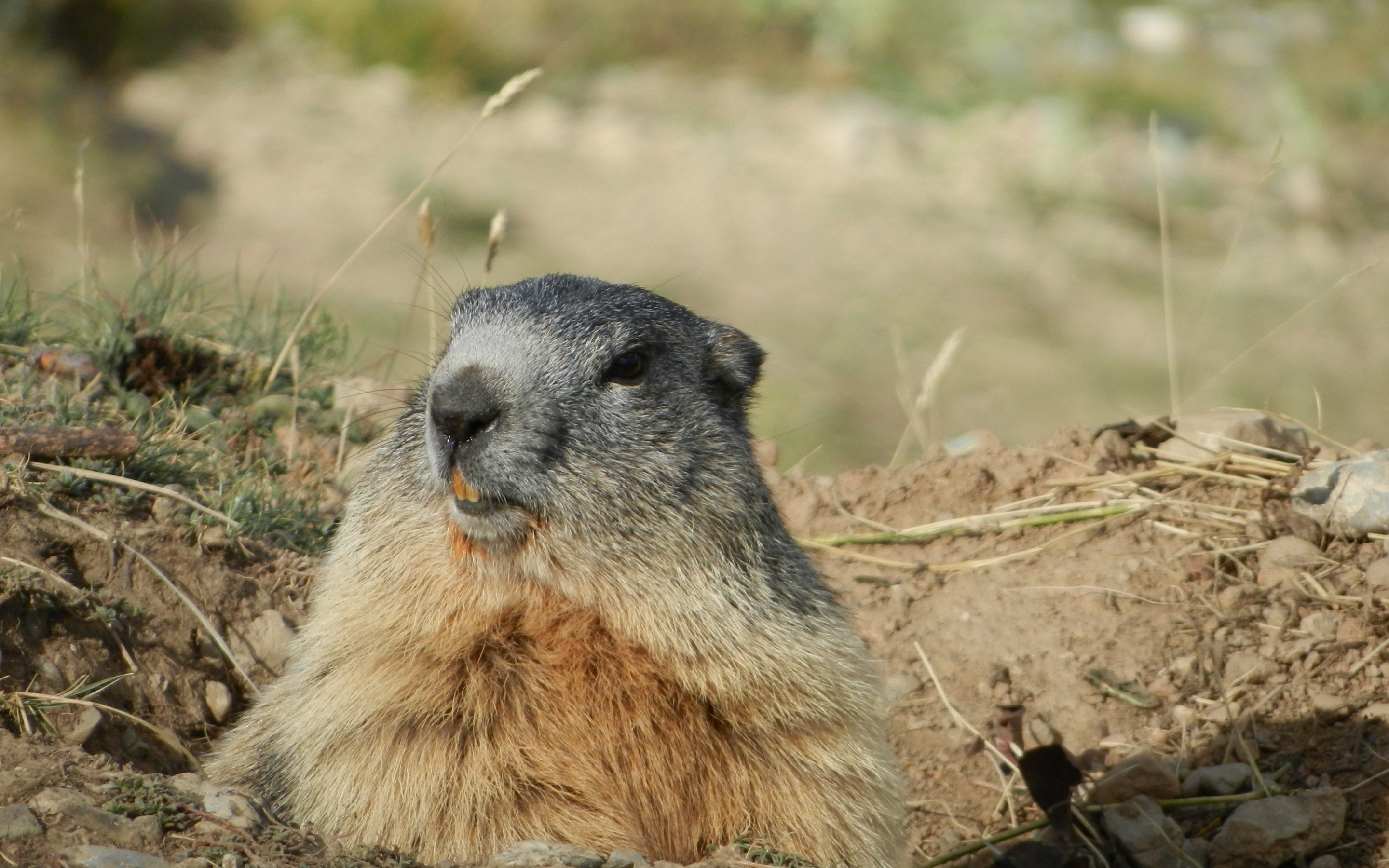 Download 2880x1800 Marmot, Looking Away, Rodents Wallpaper for MacBook Pro 15 inch