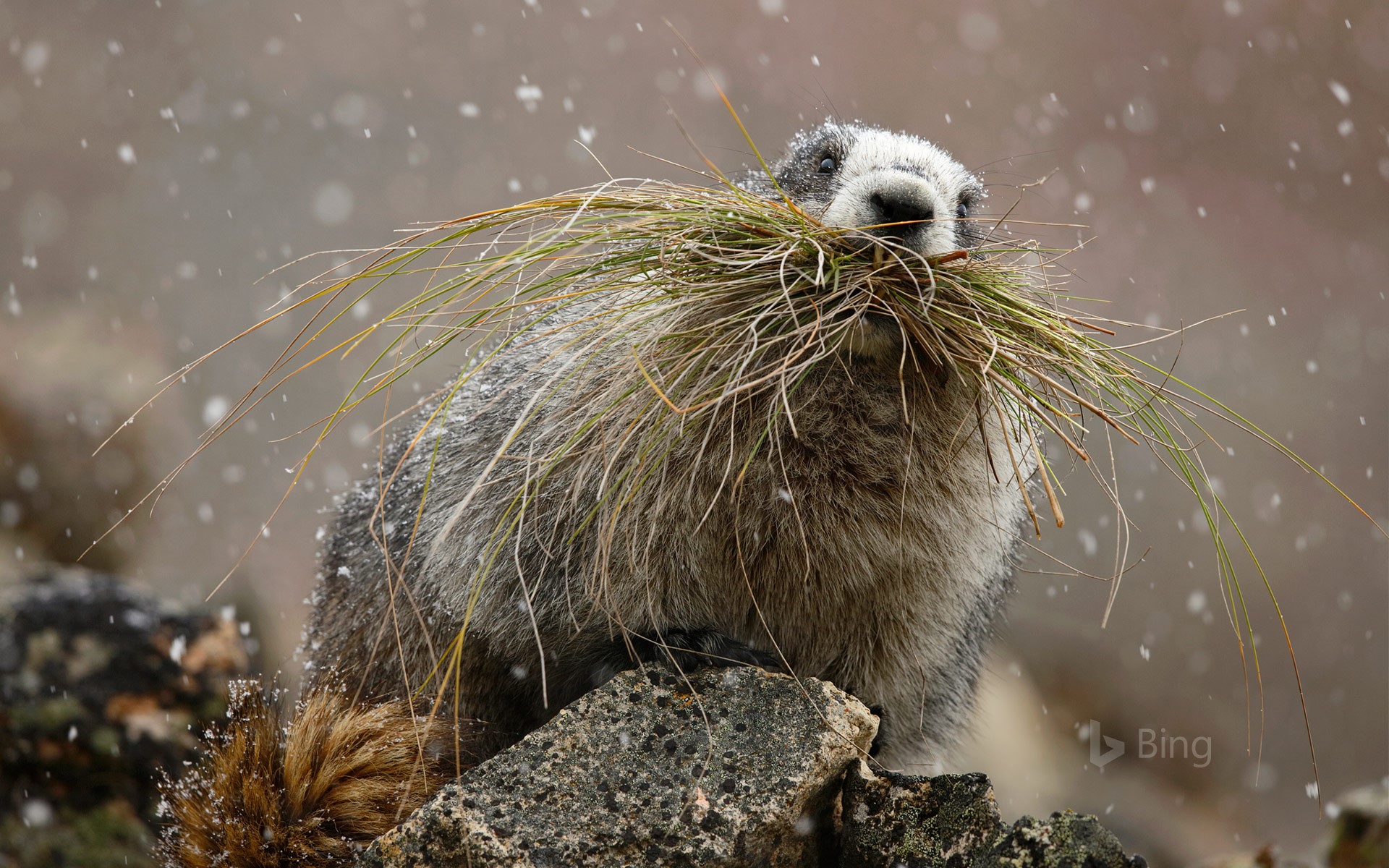 hoary marmot