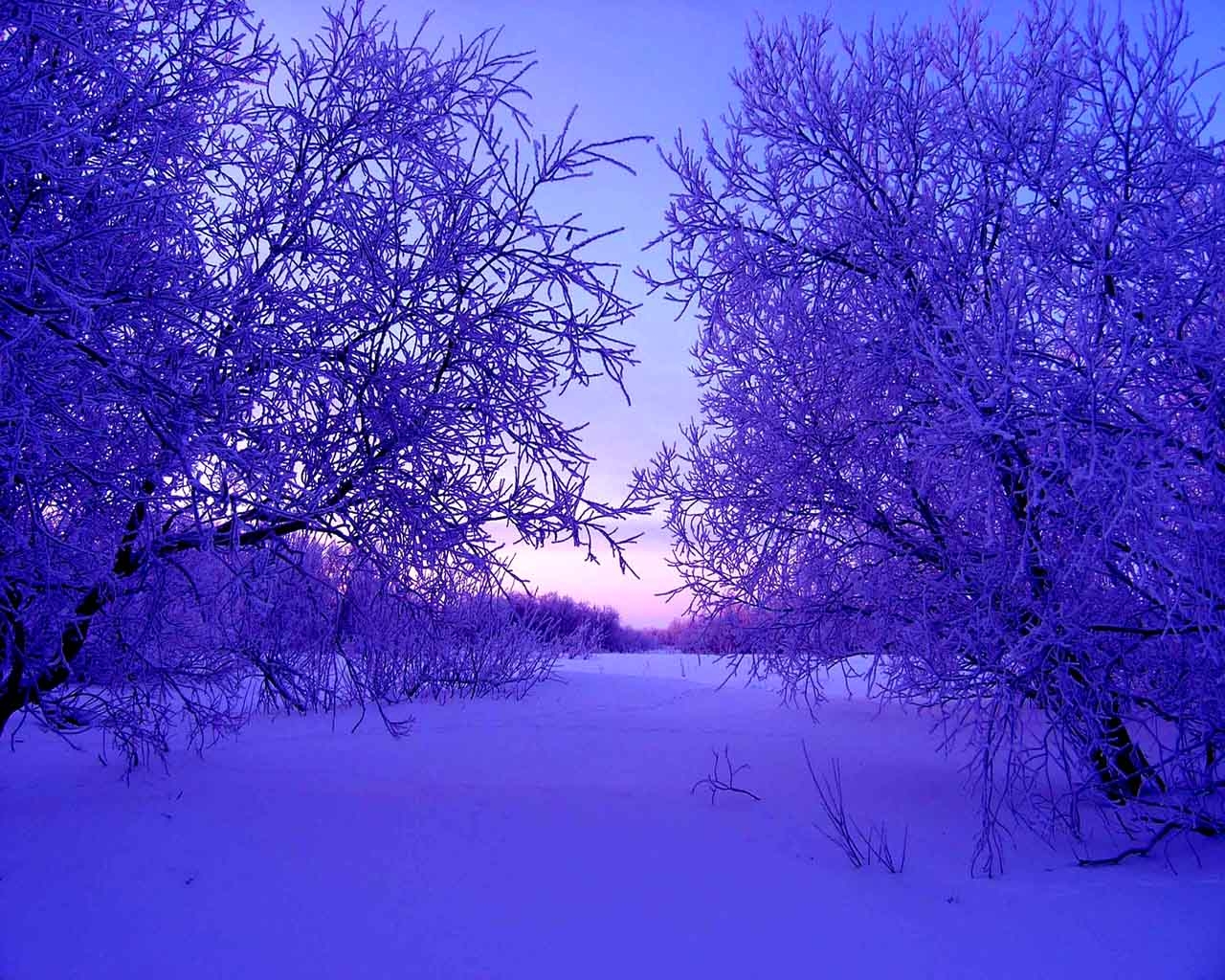Wallpaper, sunlight, trees, landscape, nature, sky, snow, winter, purple, branch, blue, ice, evening, morning, frost, atmosphere, blossom, spring, Freezing, tree, dawn, daytime, twig, computer wallpaper, ecosystem, phenomenon, snowdrifts 1280x1024