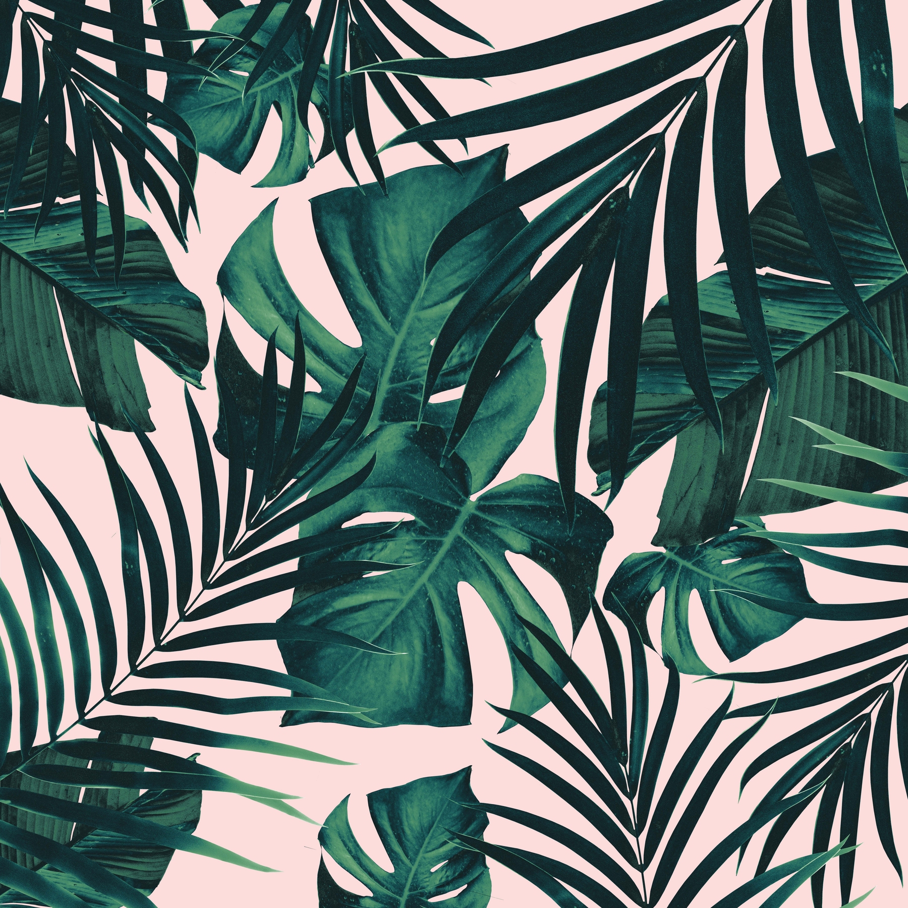 Buy Tropical Jungle Leaves 5 wallpaper