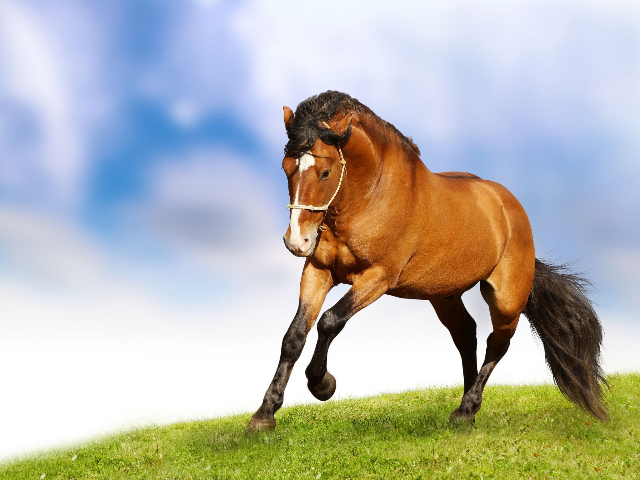 Beautiful Horses Wallpaper