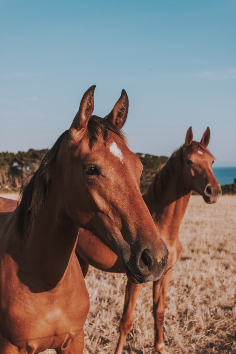 Horse Wallpaper: Free HD Download [HQ]