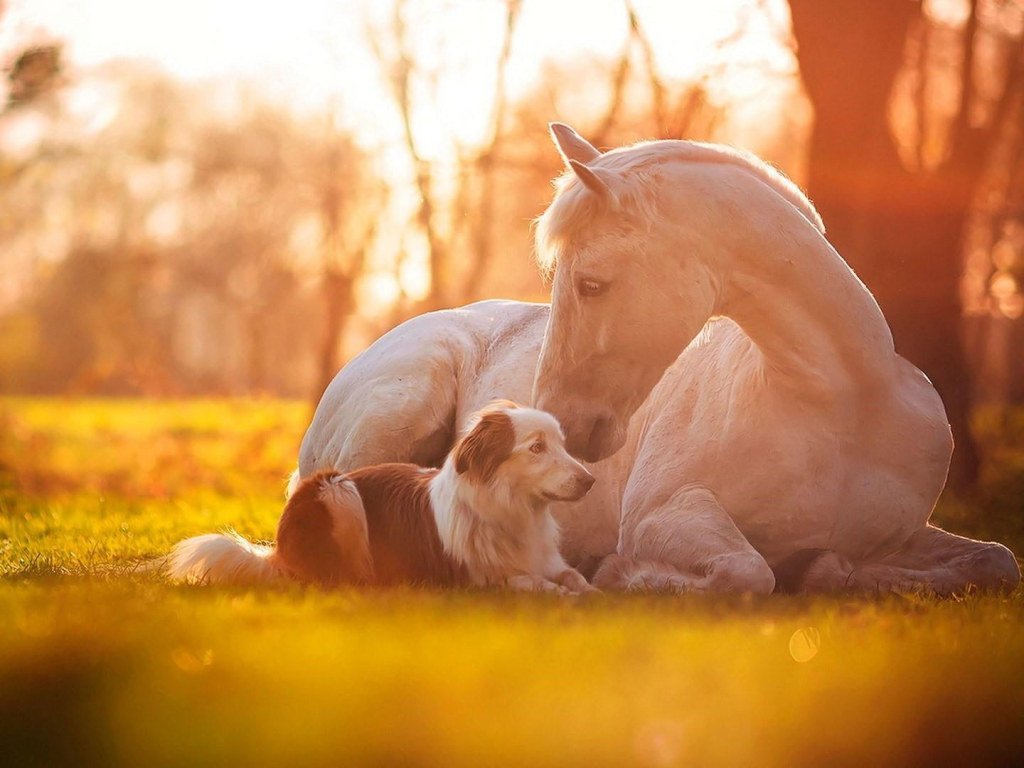 Wallpaper Cute, Horse, Dog, White Horse, Grass • Wallpaper For You HD Wallpaper For Desktop & Mobile