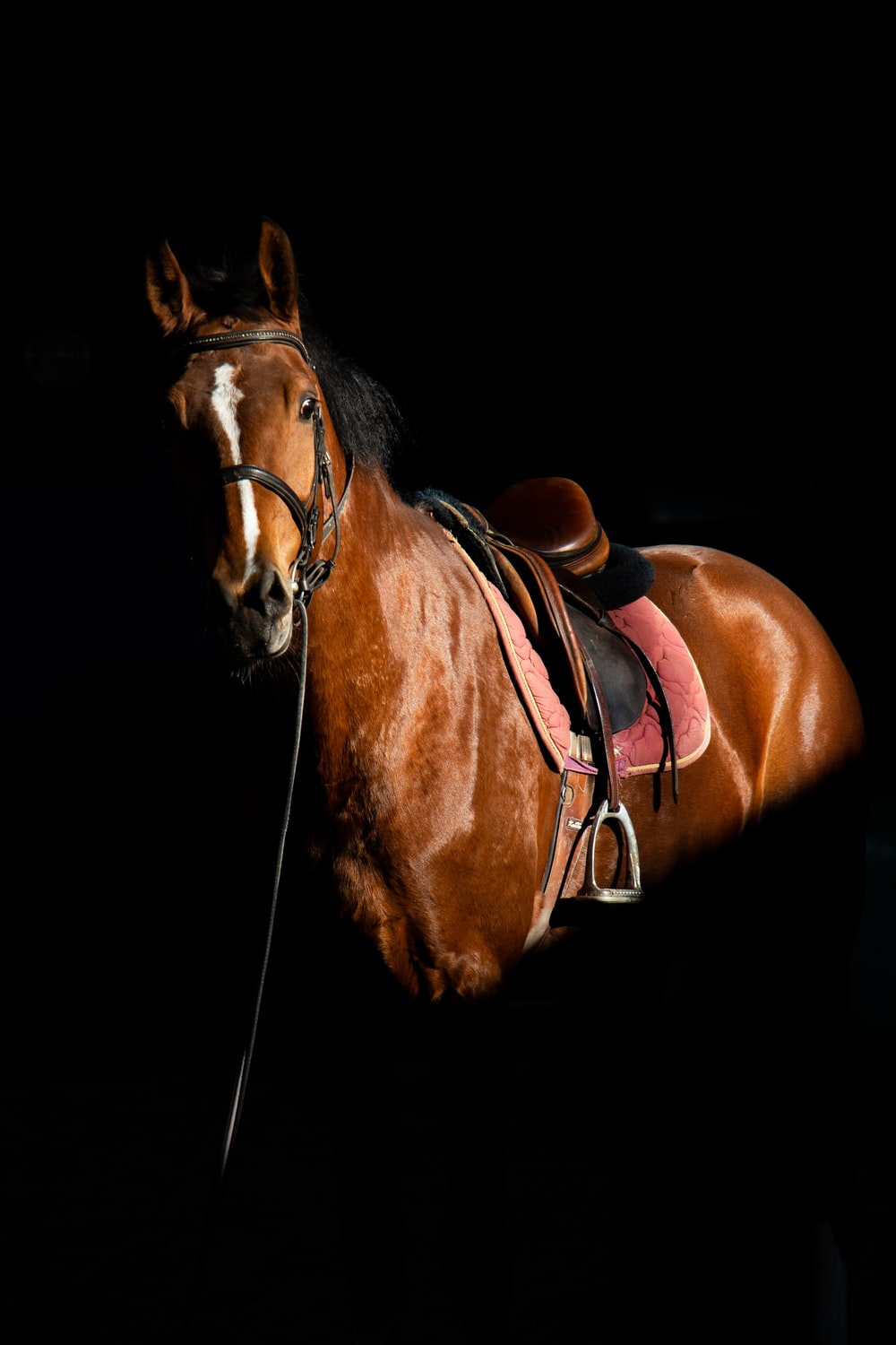 Horse Wallpaper: Free HD Download [HQ]