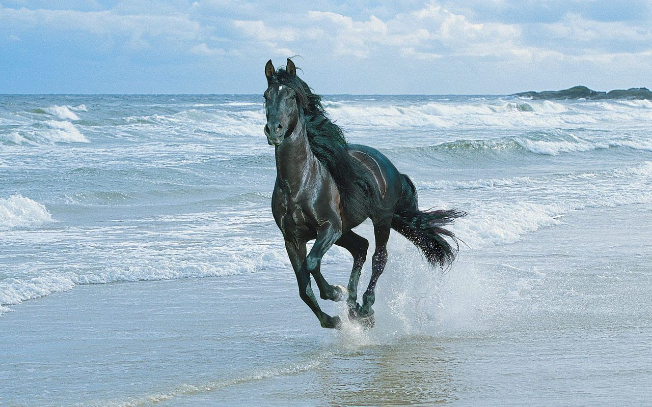 Beautiful Horses Wallpaper