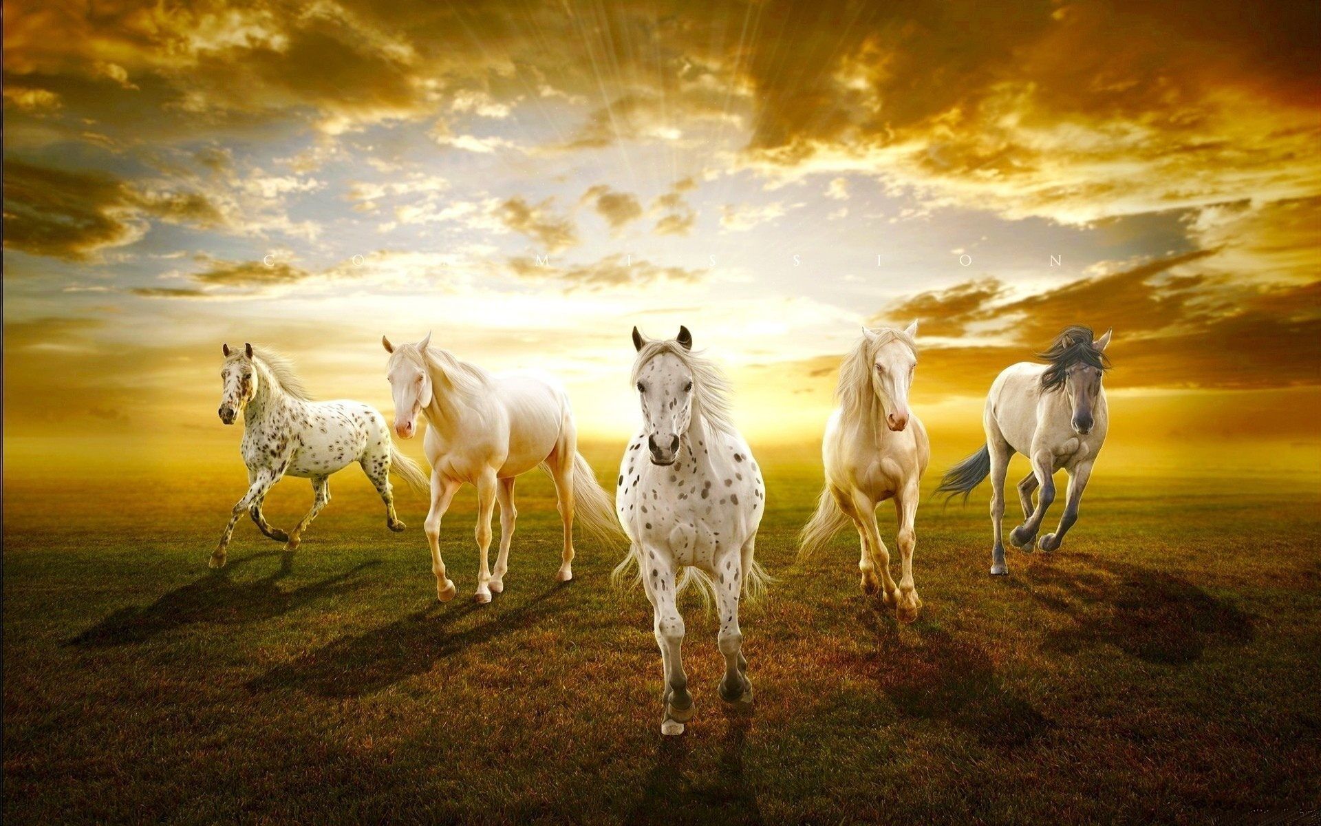 Beautiful Horses in Sunset HD Wallpaper For PC and Mobile