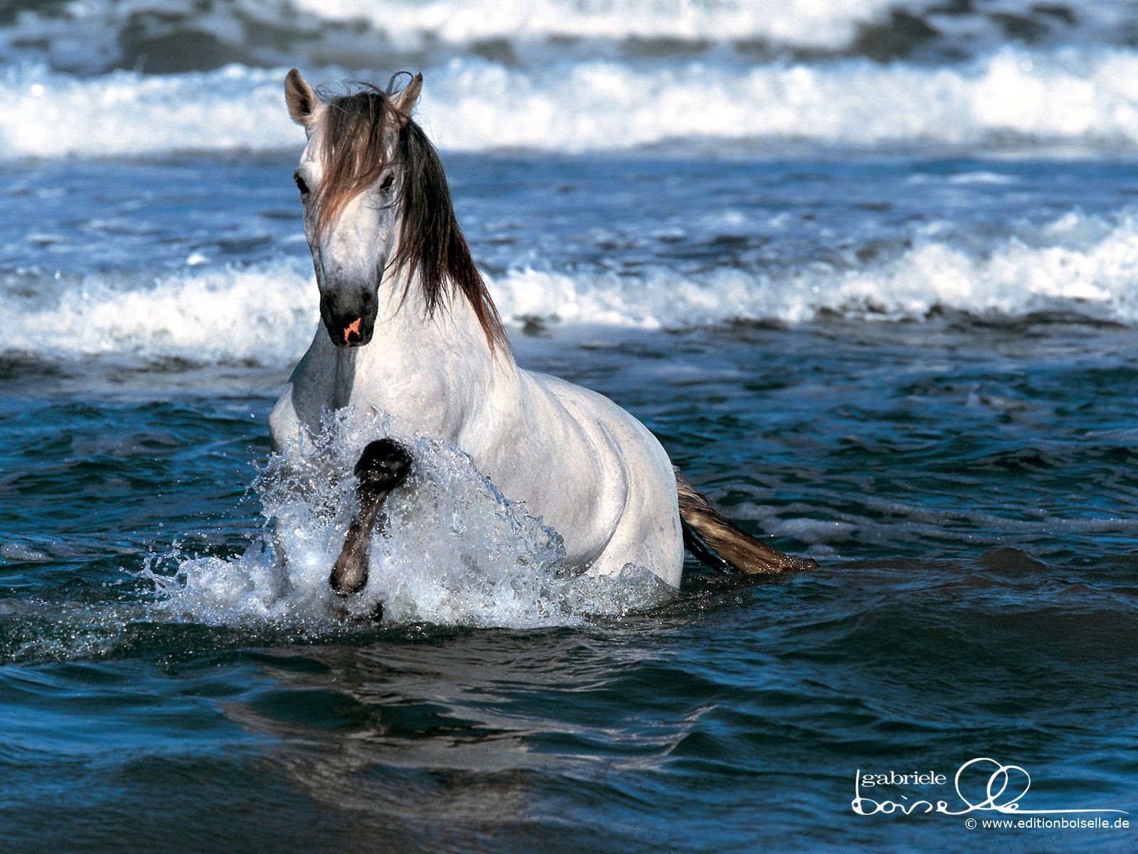 Horses Wallpaper: More horse wallpaper!. Horses, Horse wallpaper, Animals beautiful