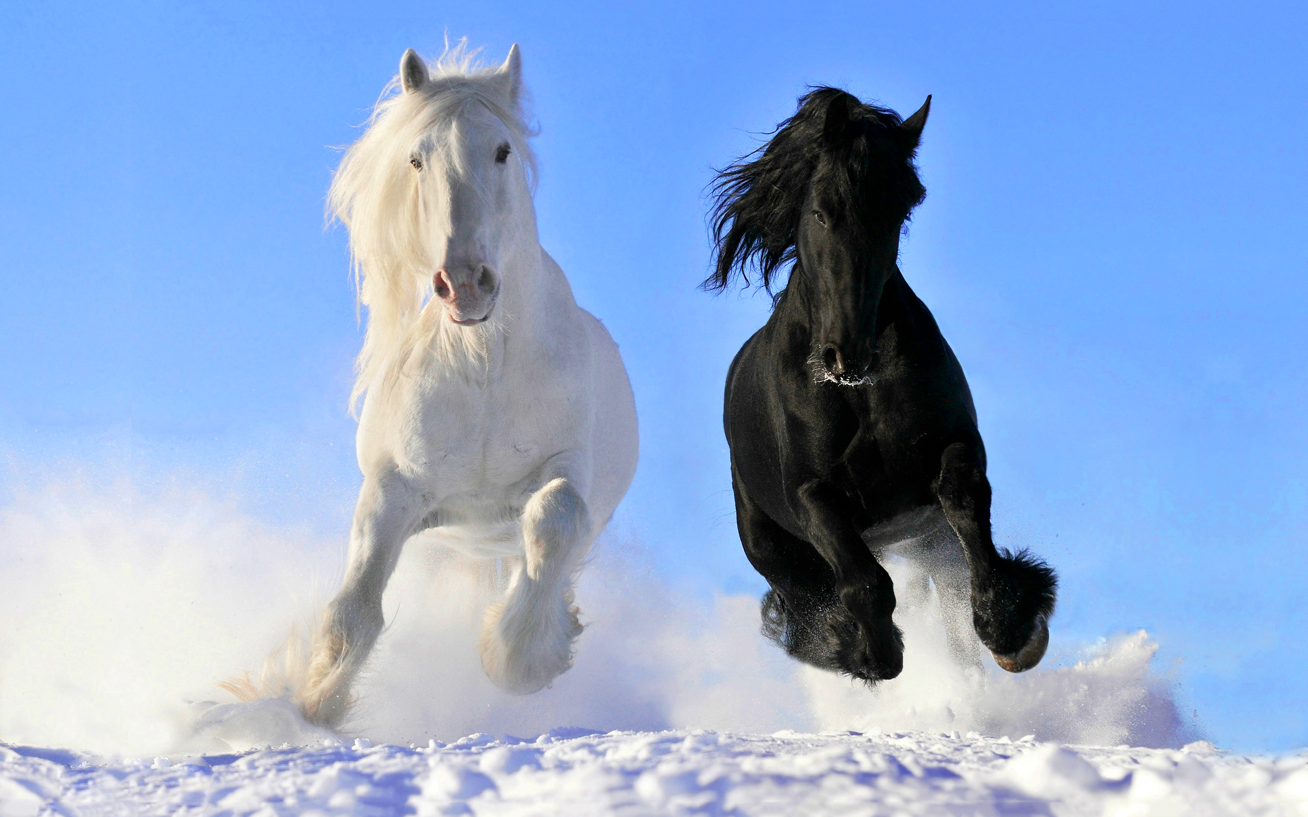 Beautiful Horses White And Black HD Wallpaper