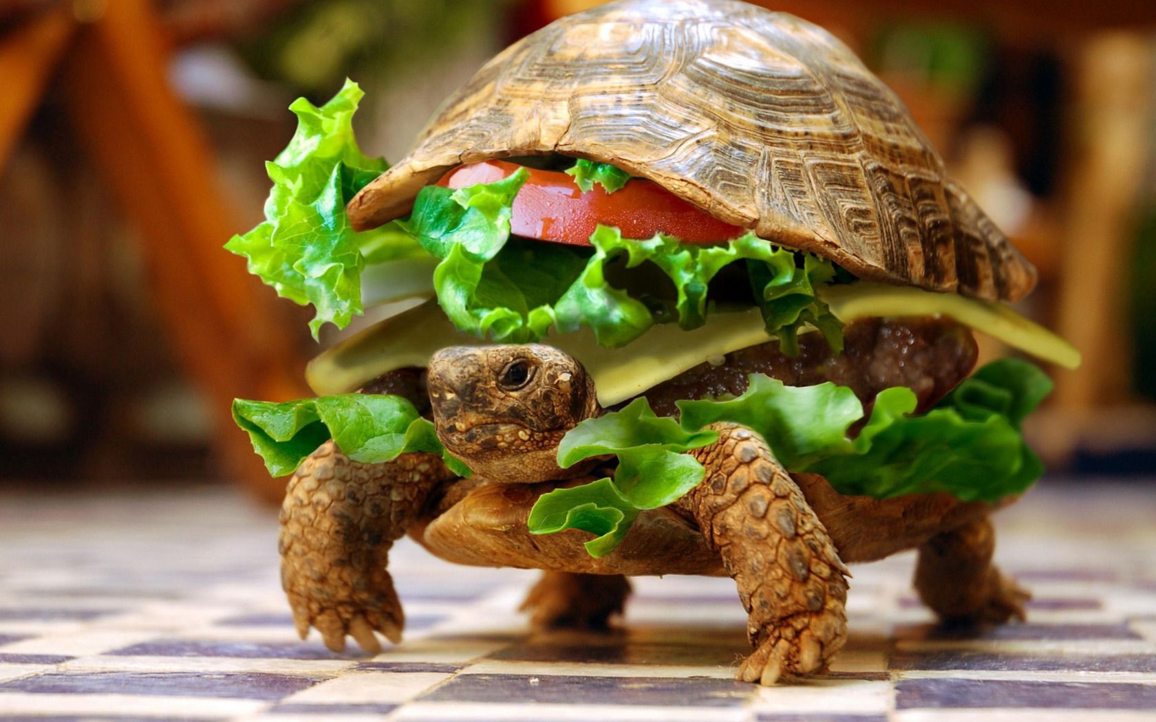 Delicious turtle wallpaper and image, picture, photo. Animal wallpaper, Funny photohop, Cute animals