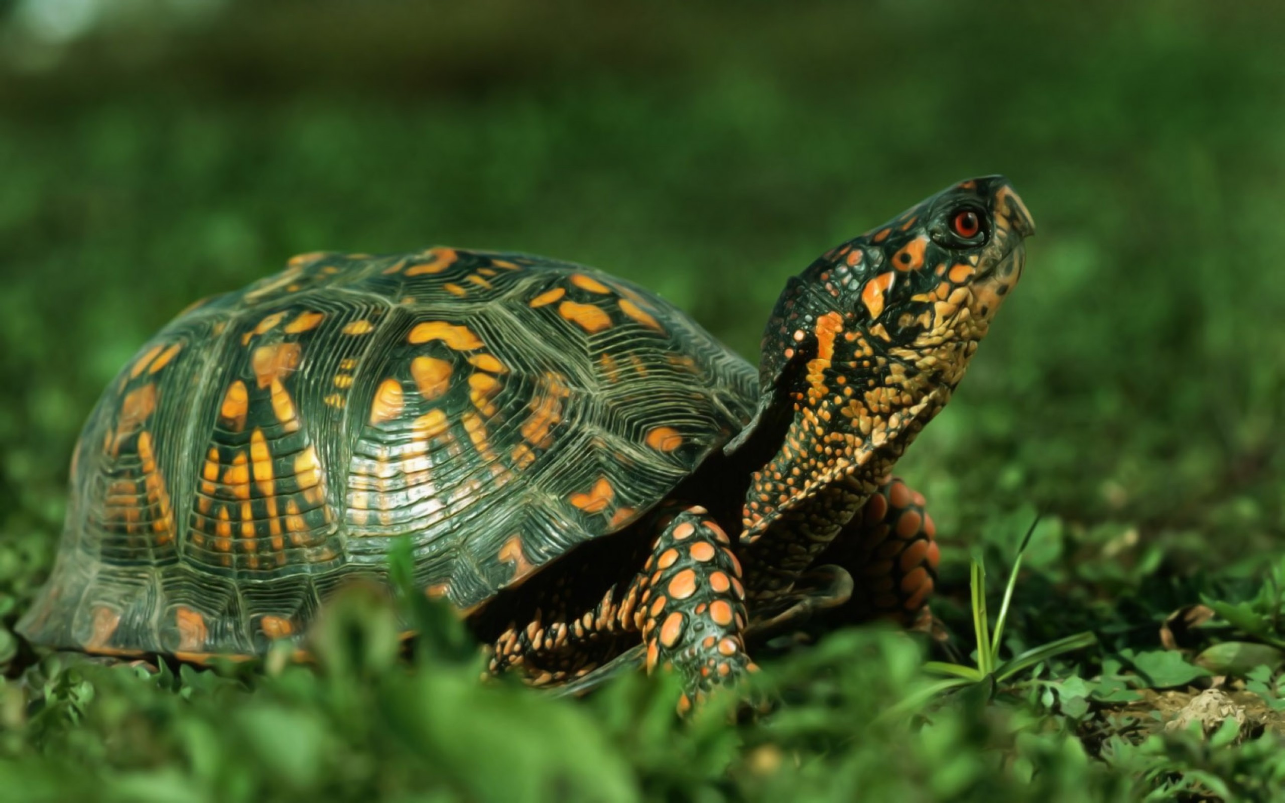 Free download Cute Green Turtle 2560x1600 11250 HD Wallpaper Res [2560x1600] for your Desktop, Mobile & Tablet. Explore Cute Turtle Wallpaper. Sea Turtle Wallpaper for Computer, Turtle Wallpaper for