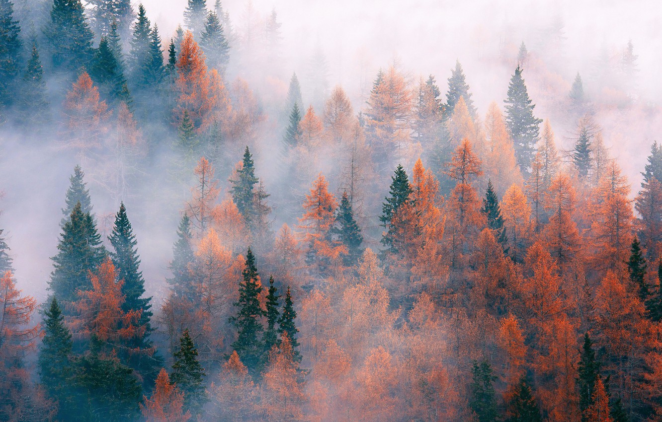 Wallpaper autumn, forest, trees, nature, fog, November image for desktop, section природа
