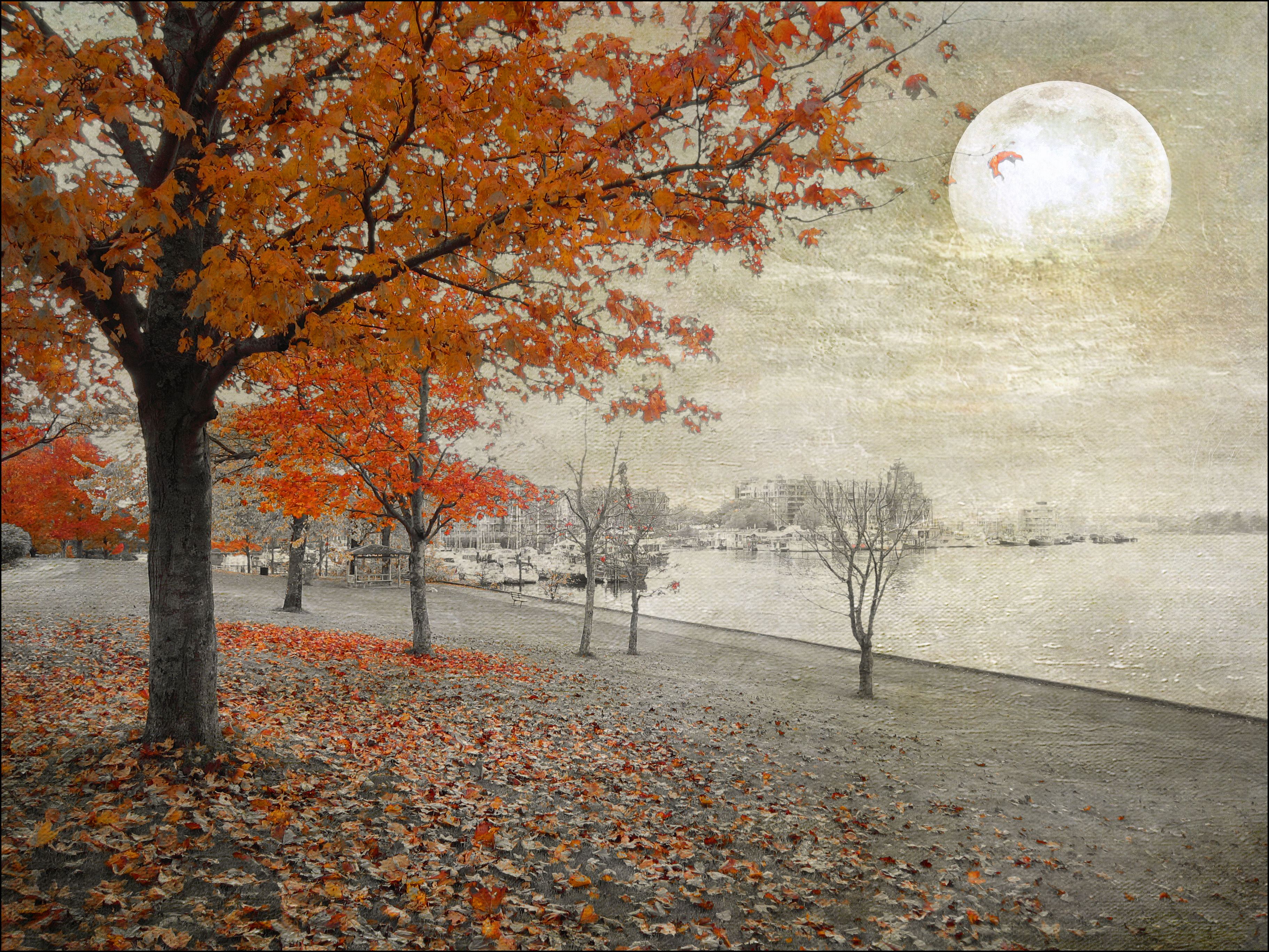 Wallpaper, November, autumn, red, Moon, tree, fall, Marina, jamesbay, selective, selectivecolour, magicunicornmasterpiece 3648x2736