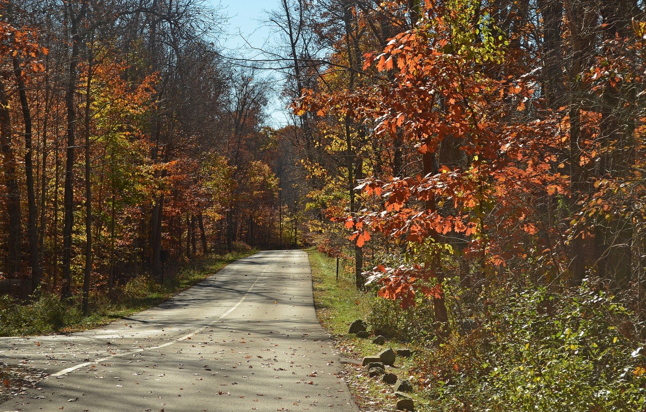 Wallpaper Road, Autumn, Trees, Fall, Autumn, Road, November, Trees, Leaves, November image for desktop, section природа